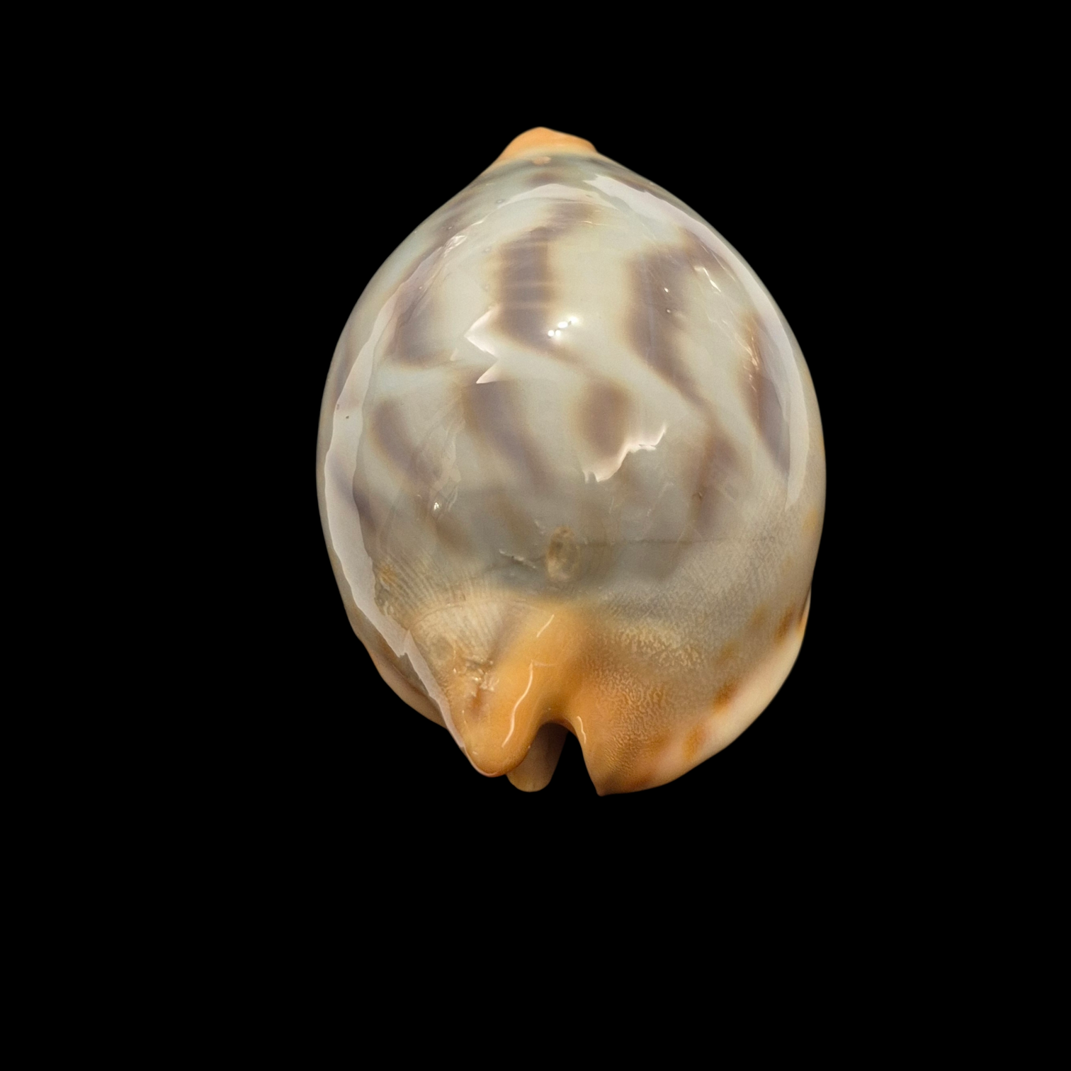 BC075 Zoila jeaniana f. mirabilia - GREAT RARITY - Image 5