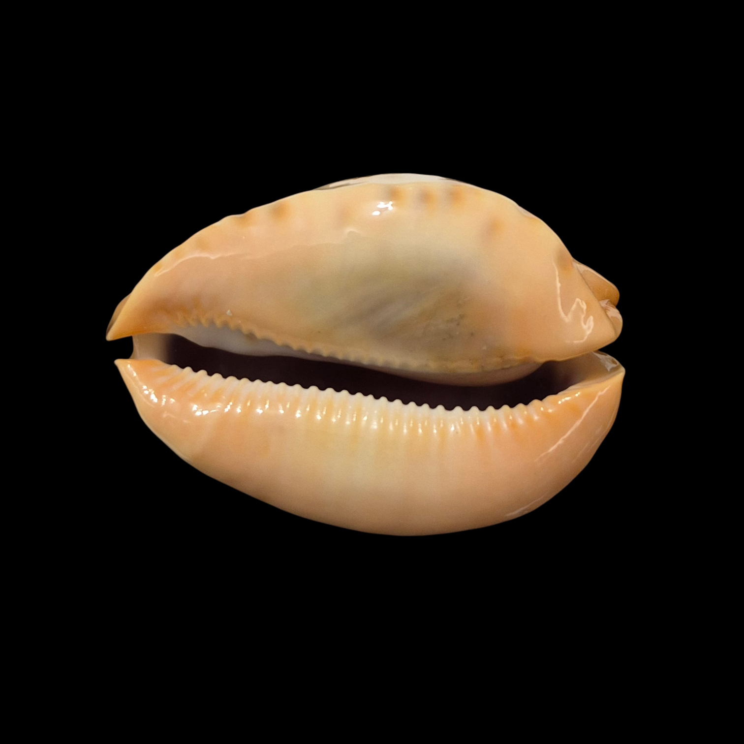 BC075 Zoila jeaniana f. mirabilia - GREAT RARITY - Image 2