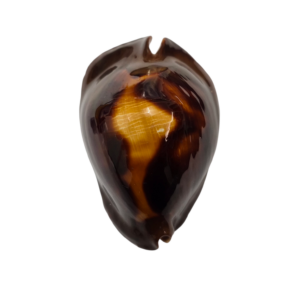 BC058 Zoila rosselli f. flamenco - LARGE BEAUTY