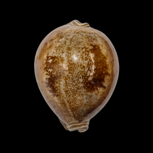 BC053 Leporicypraea valentia - BIG SIZE