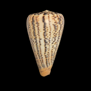 BC026 Conus suratensis - GREAT COLORS