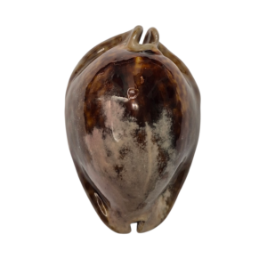 BC346 Trona stercoraria - BIG SIZE