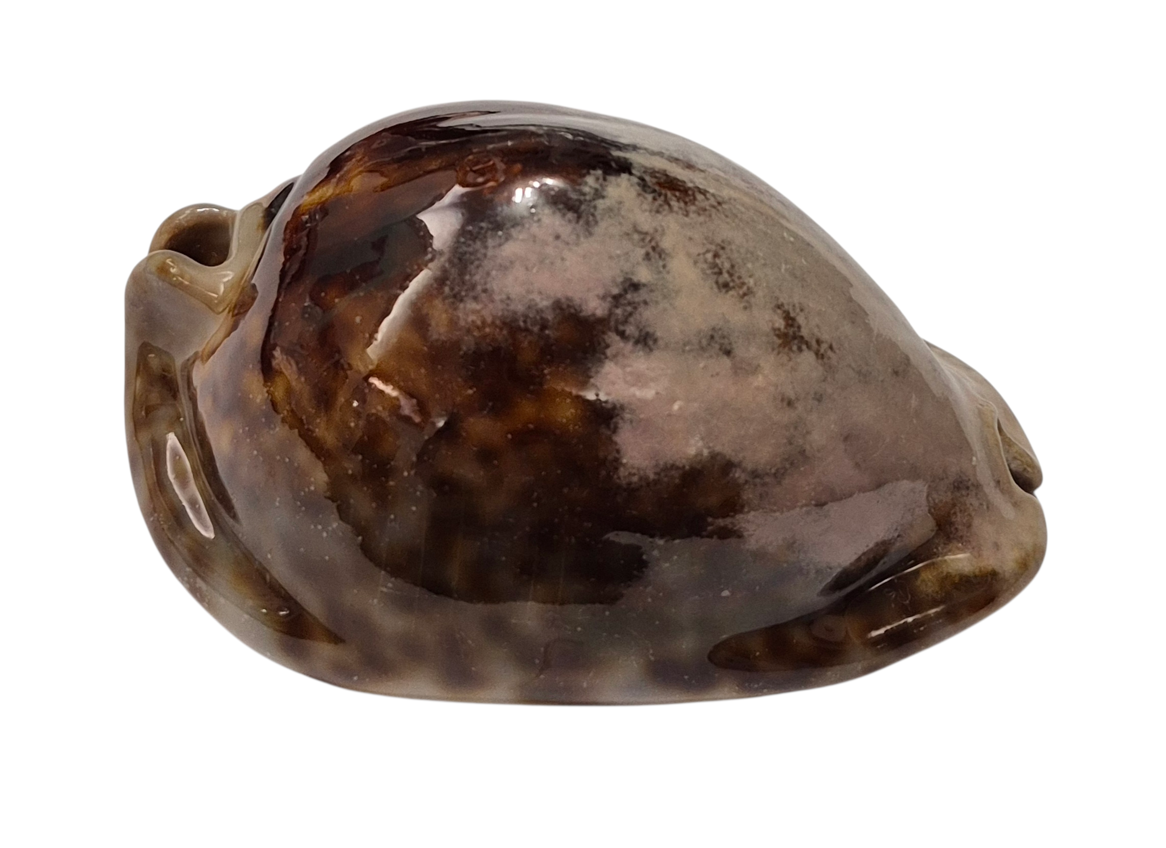 BC346 Trona stercoraria - BIG SIZE - Image 2