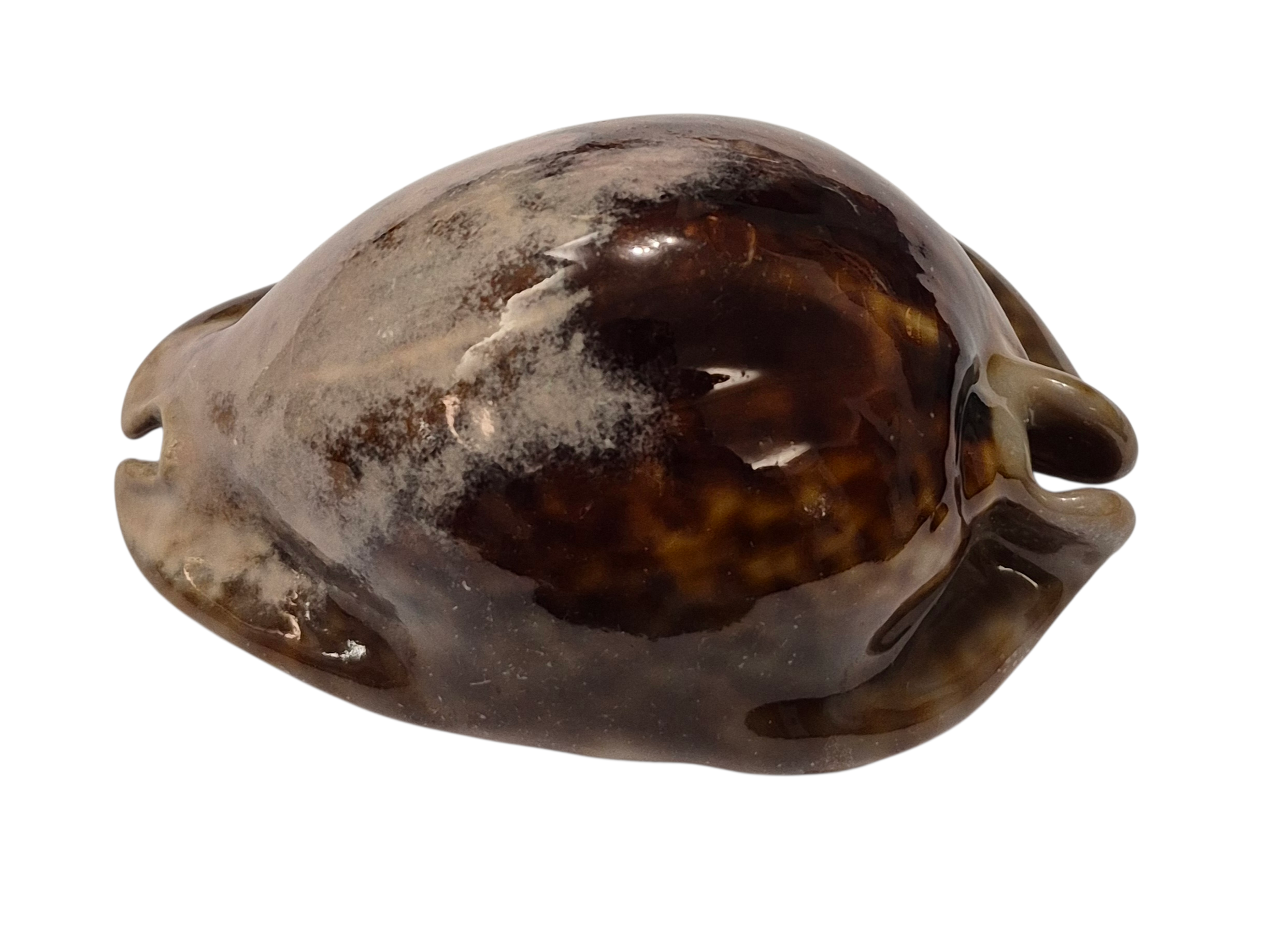 BC346 Trona stercoraria - BIG SIZE - Image 3