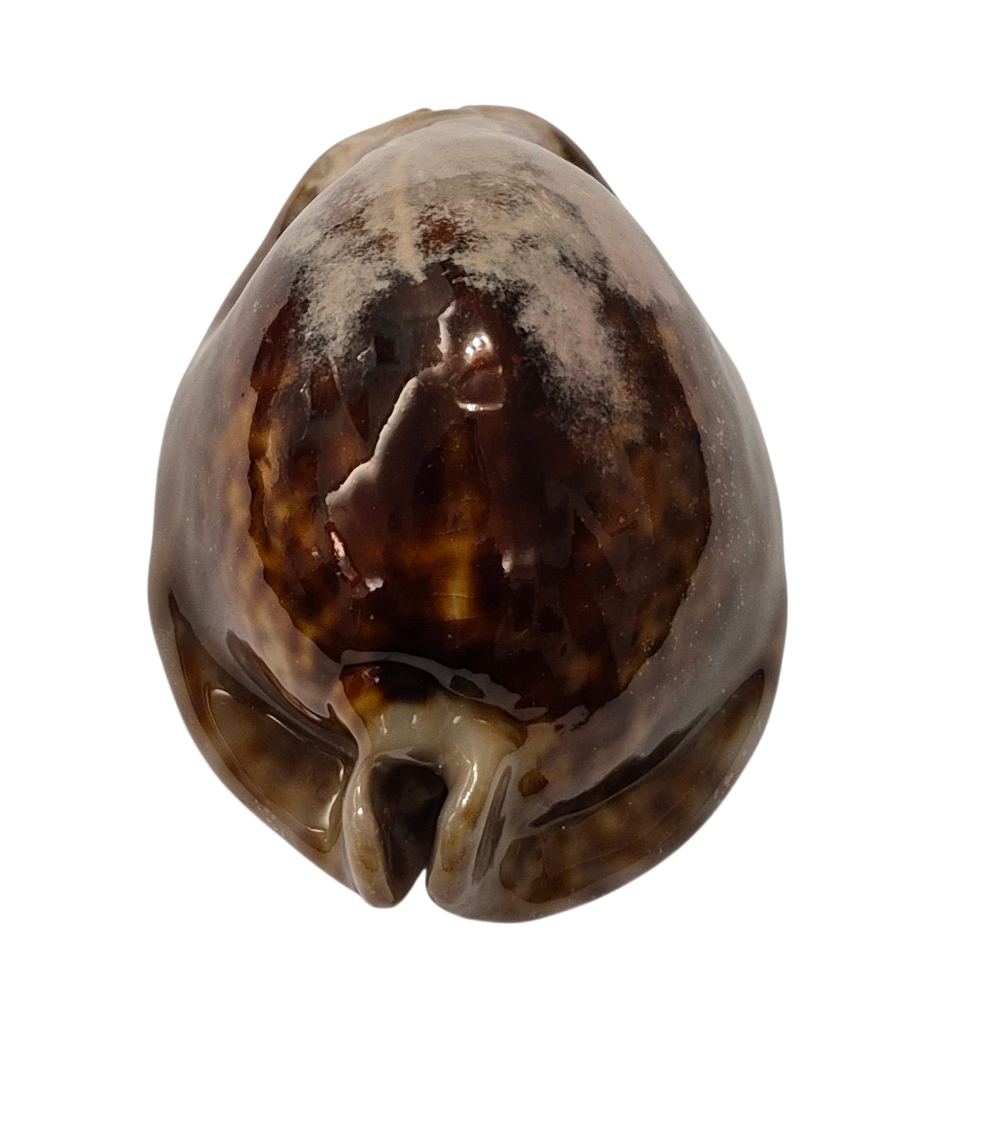 BC346 Trona stercoraria - BIG SIZE - Image 4