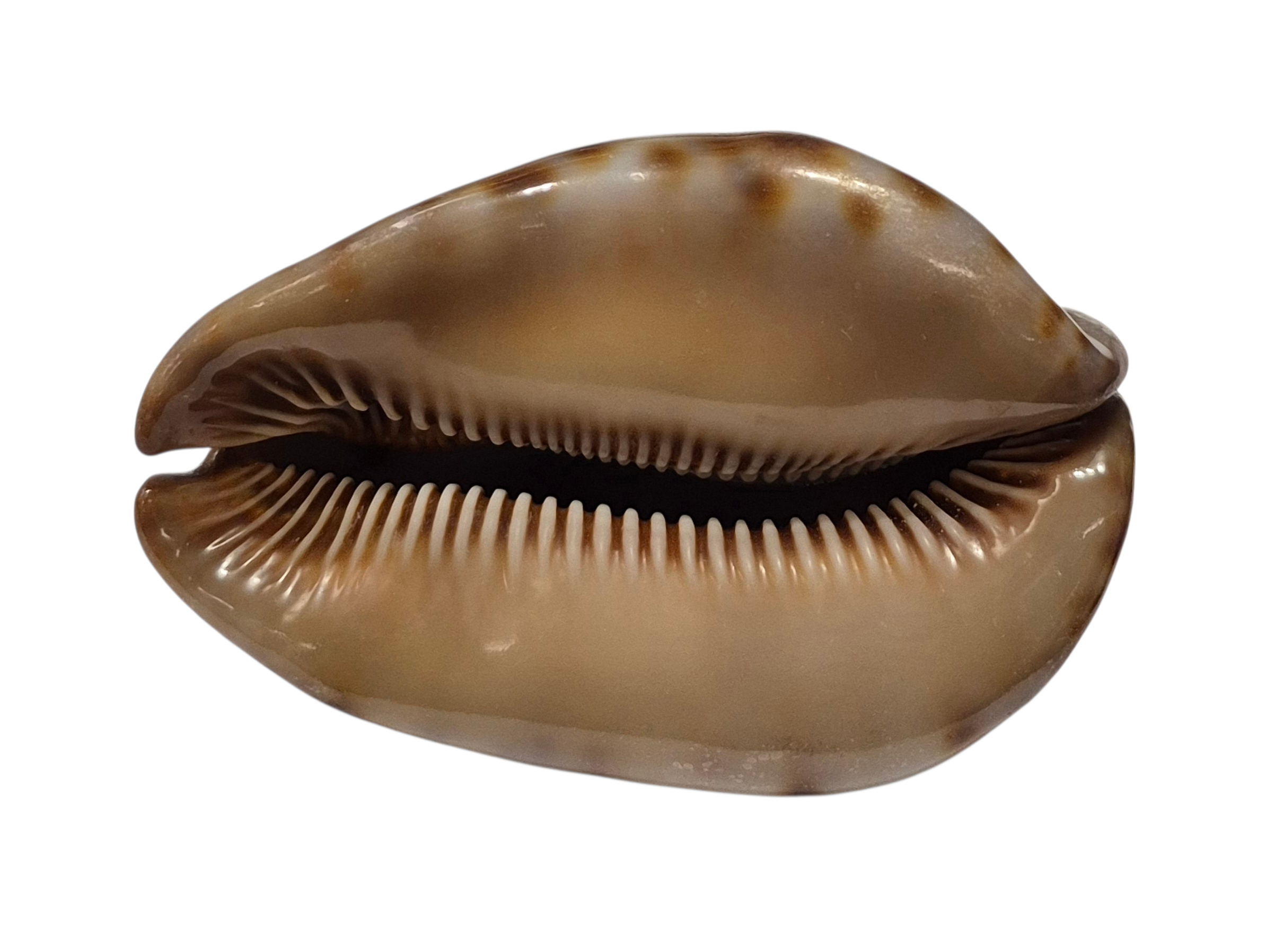 BC346 Trona stercoraria - BIG SIZE - Image 5