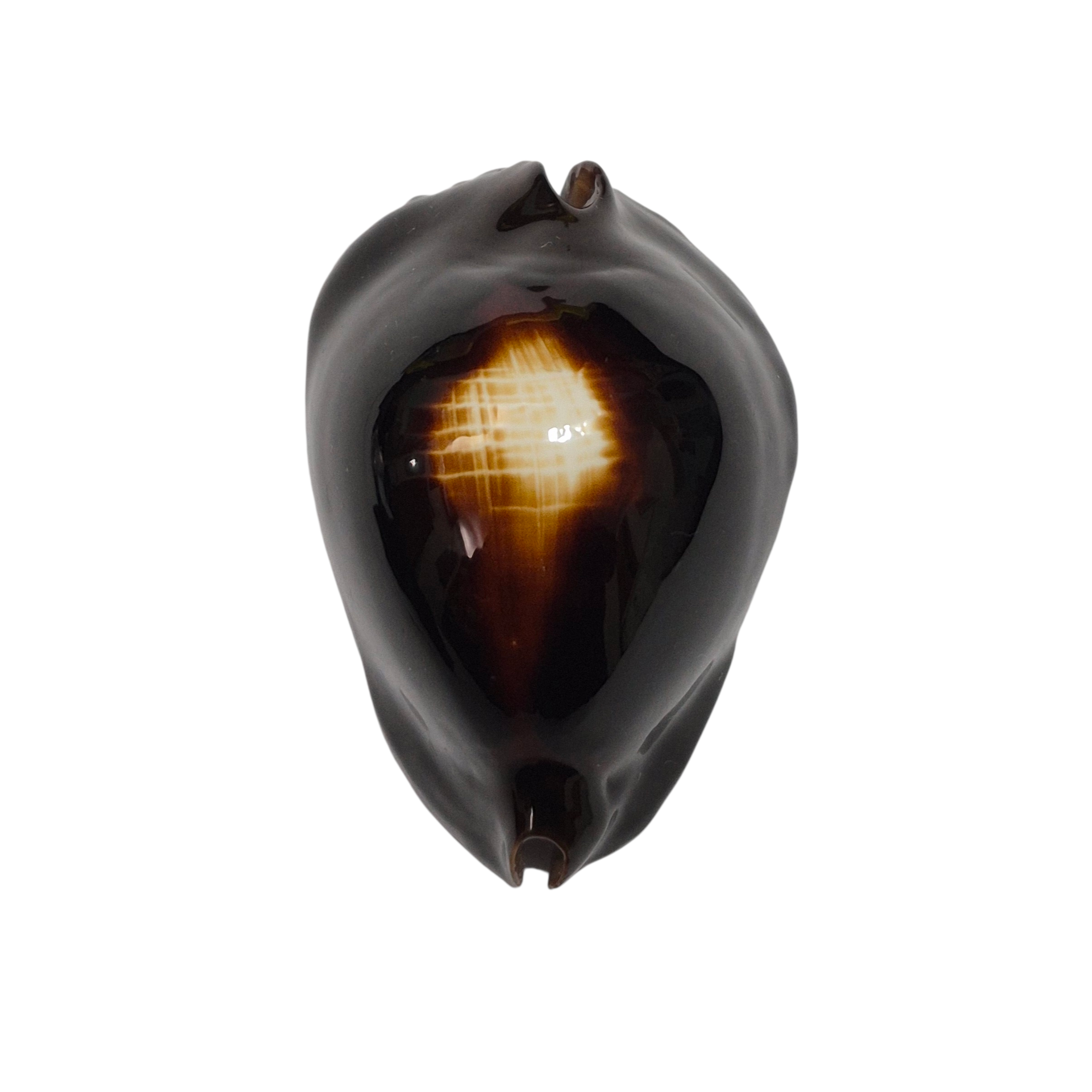 BC350 Zoila rosselli f. gagatis - SELECTED