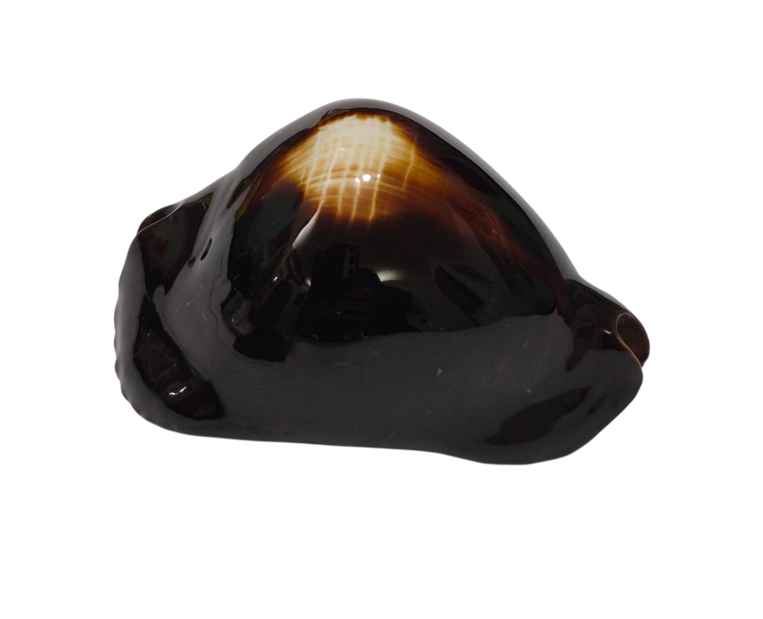 BC350 Zoila rosselli f. gagatis - SELECTED - Image 2