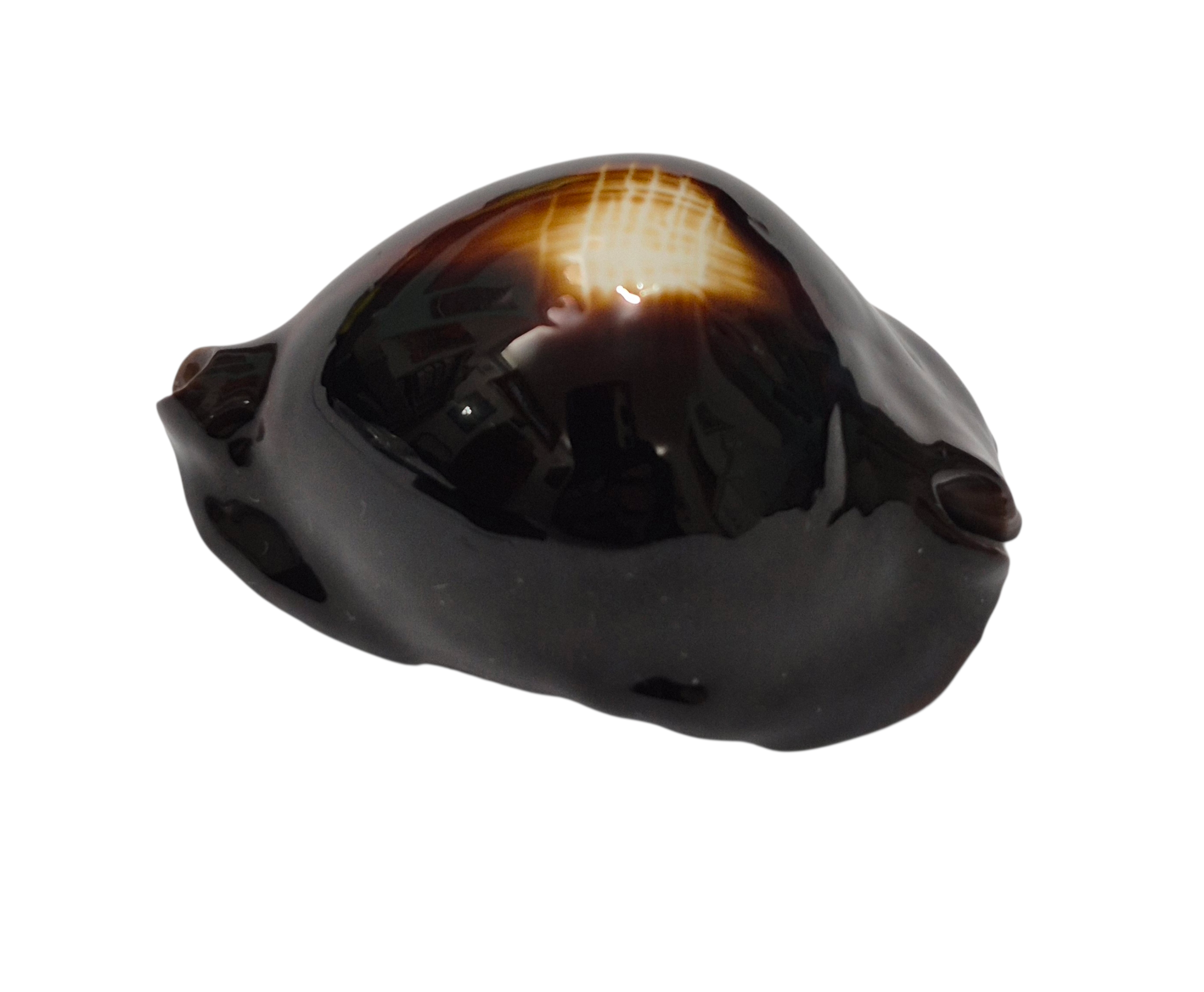 BC350 Zoila rosselli f. gagatis - SELECTED - Image 3