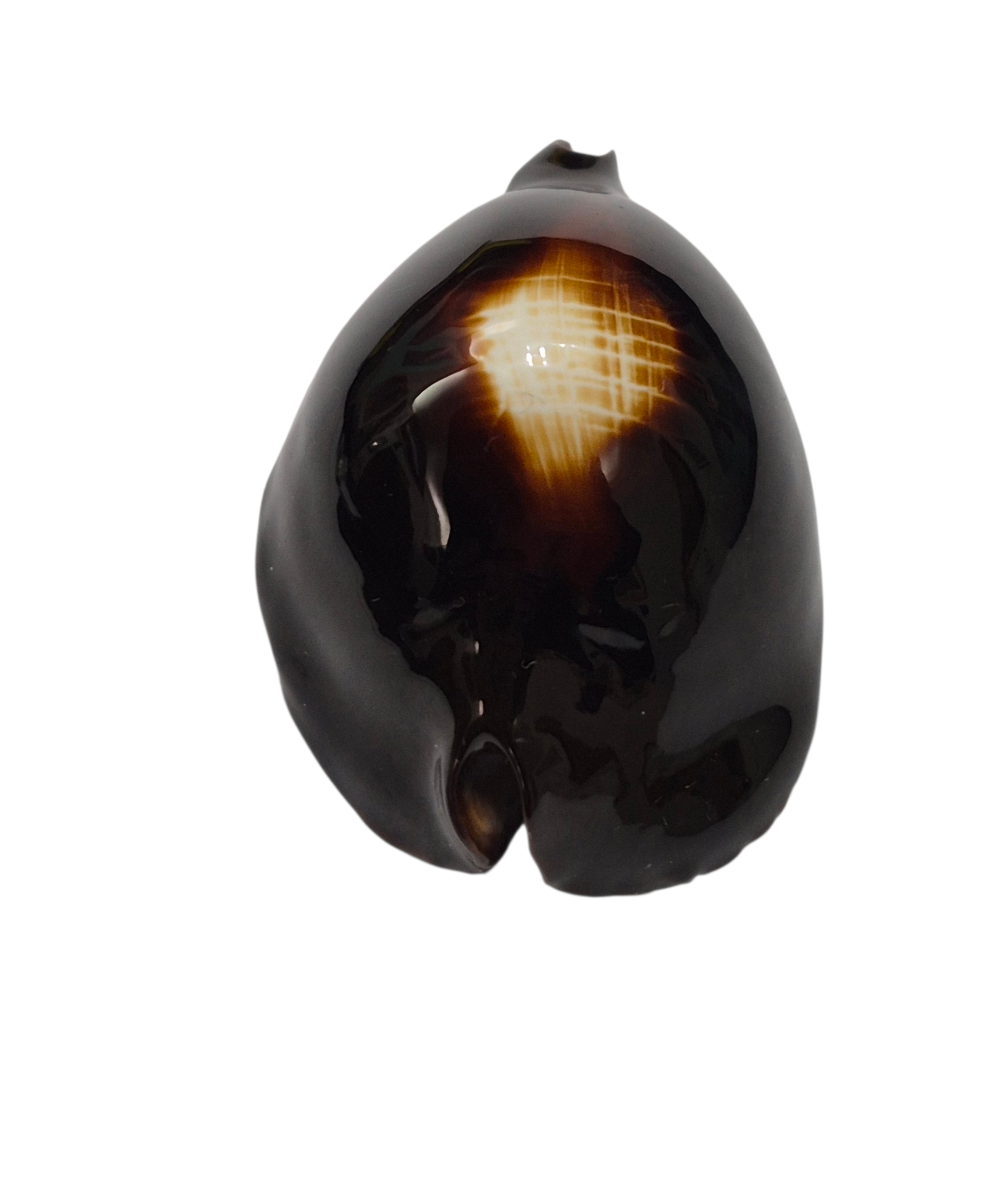 BC350 Zoila rosselli f. gagatis - SELECTED - Image 4