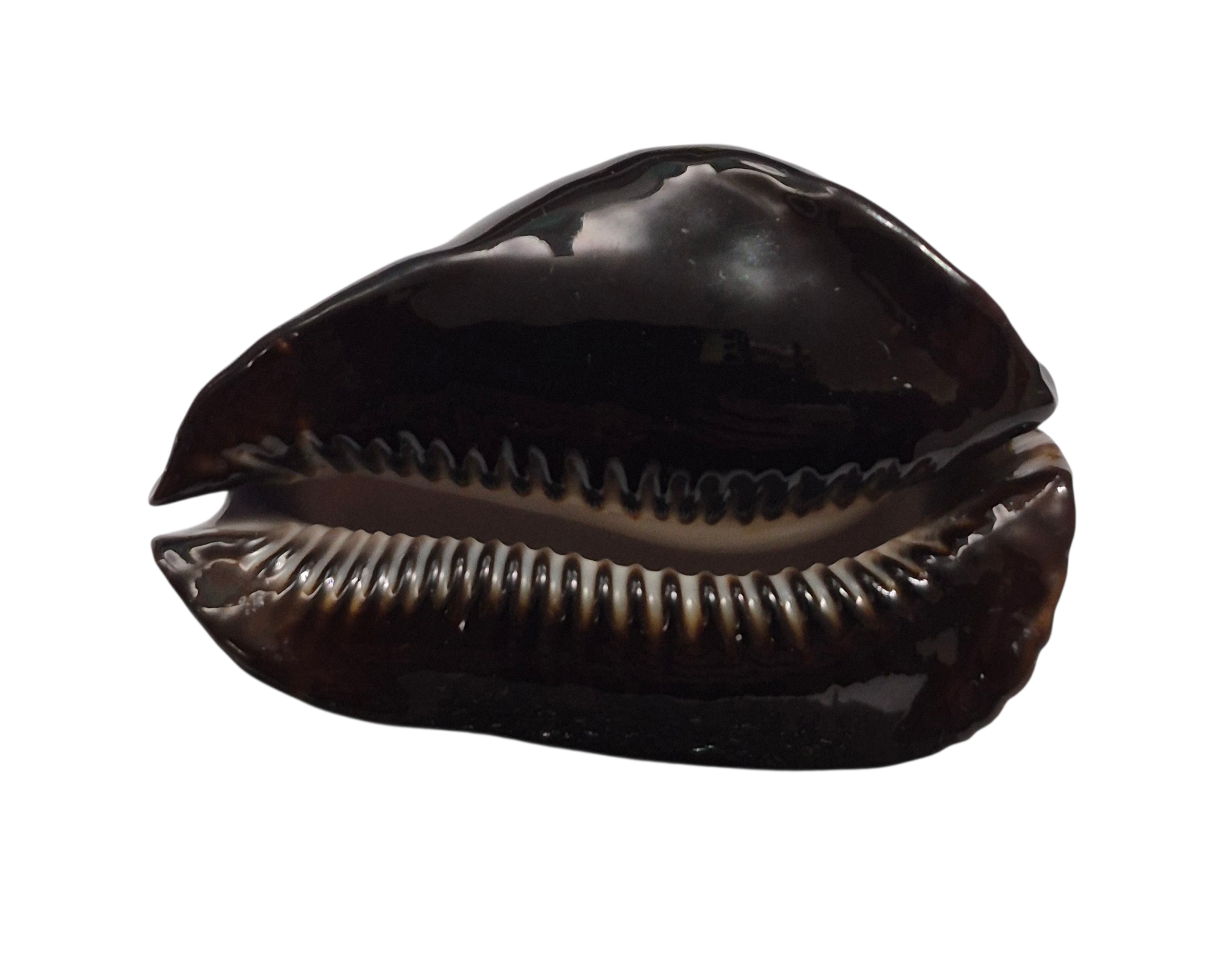 BC350 Zoila rosselli f. gagatis - SELECTED - Image 5