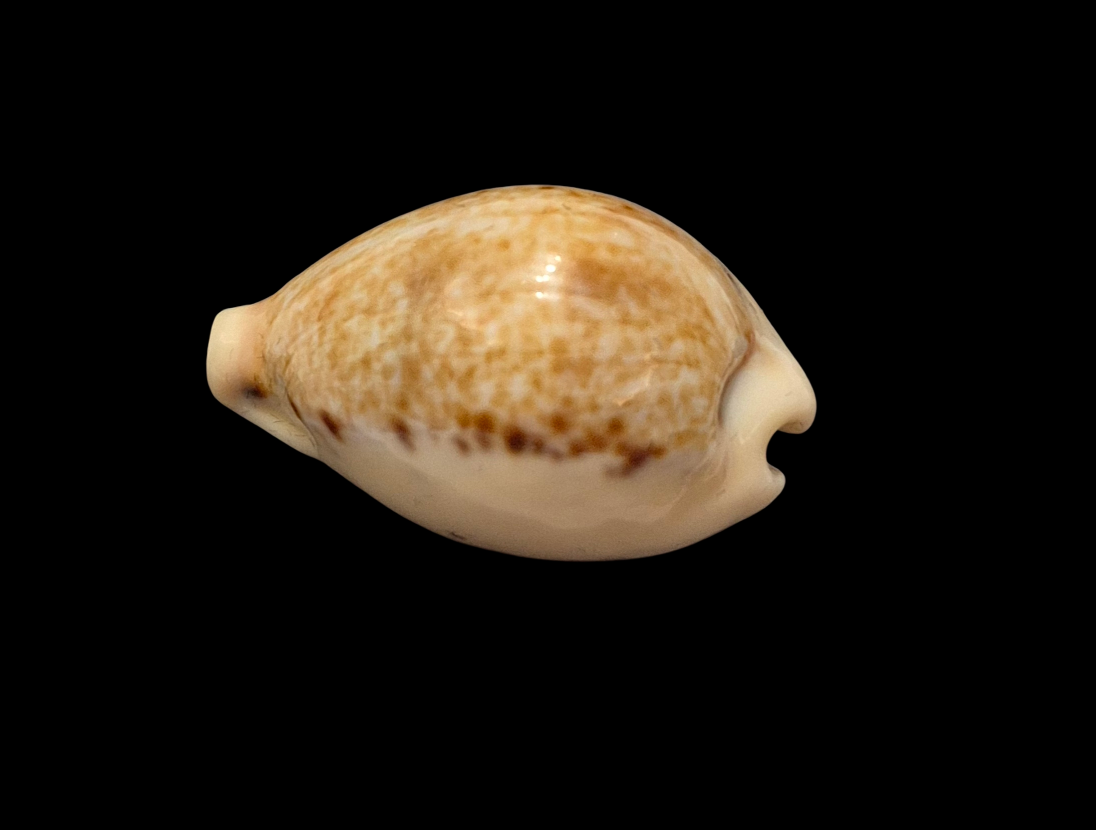 BC285 Paradusta hungerfordi f. coucomi - PERFECT DWARF - Image 3