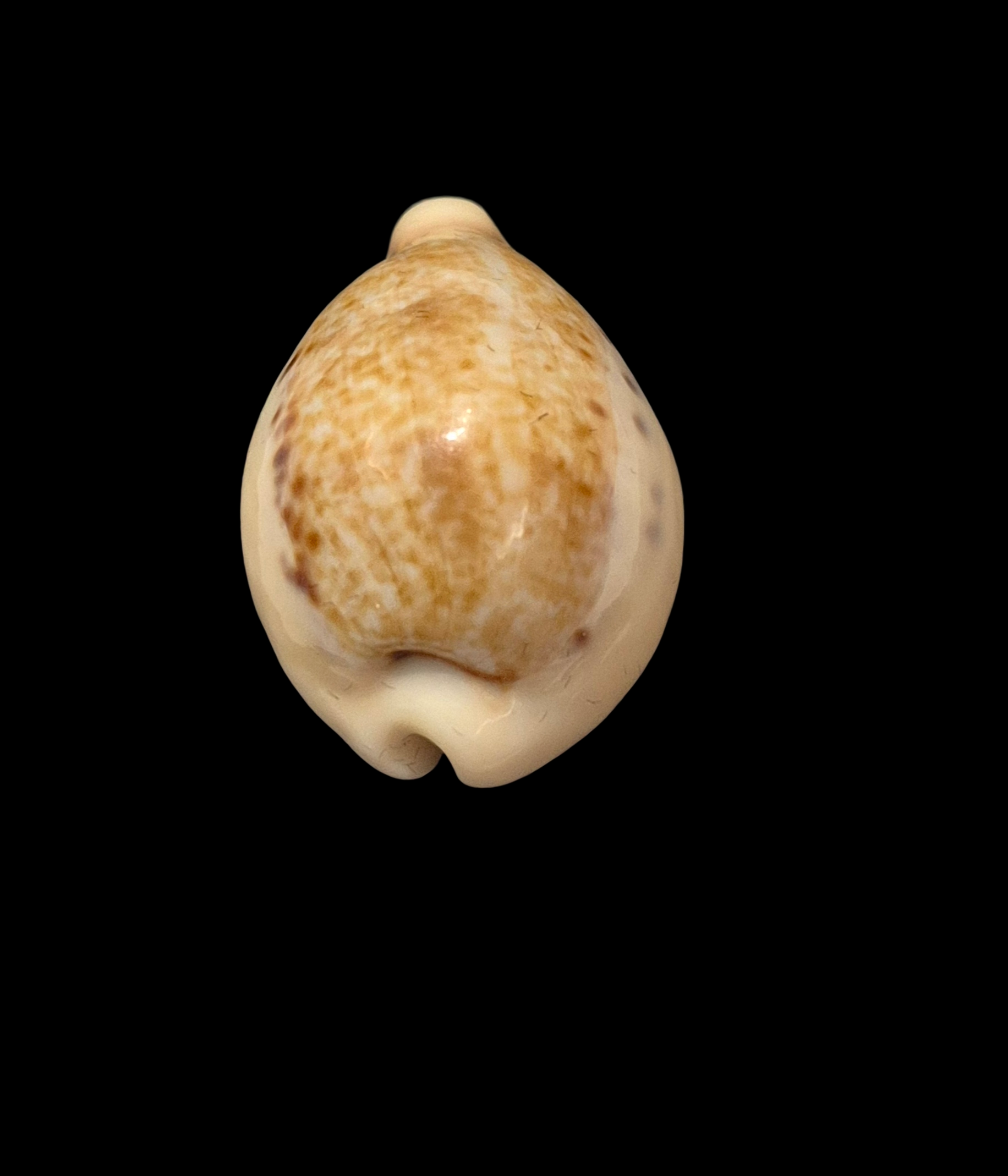 BC285 Paradusta hungerfordi f. coucomi - PERFECT DWARF - Image 4