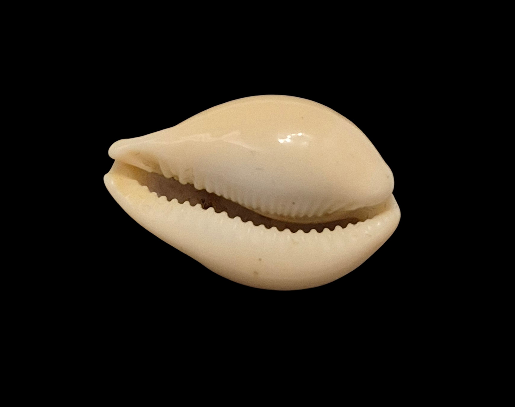 BC285 Paradusta hungerfordi f. coucomi - PERFECT DWARF - Image 5