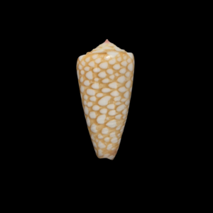 BC184 Conus cfr nobilis w/o - FRESH BEAUTY