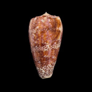 BC023 Conus adamsonii w/o - STUNNING PURPLE