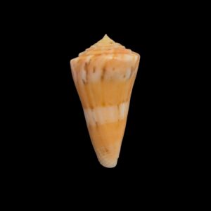 BC148 Conus vikingorum - RARE