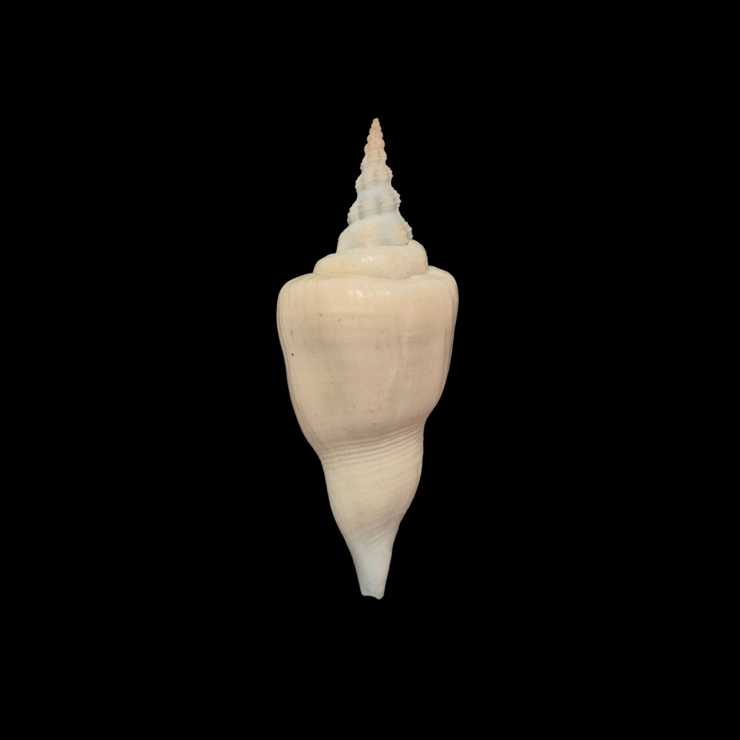 BC178 Cyrtulus serotinus w/o - VERY SELECTED - Image 2