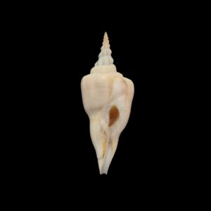BC178 Cyrtulus serotinus w/o - VERY SELECTED