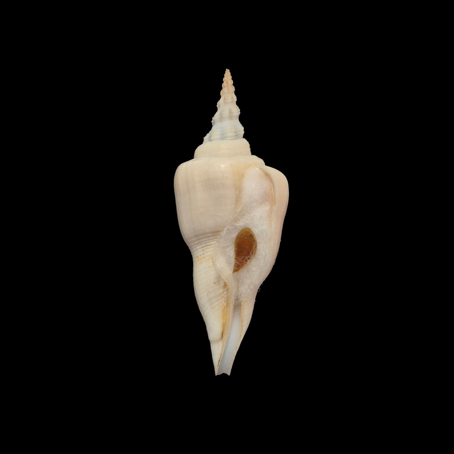 BC178 Cyrtulus serotinus w/o - VERY SELECTED