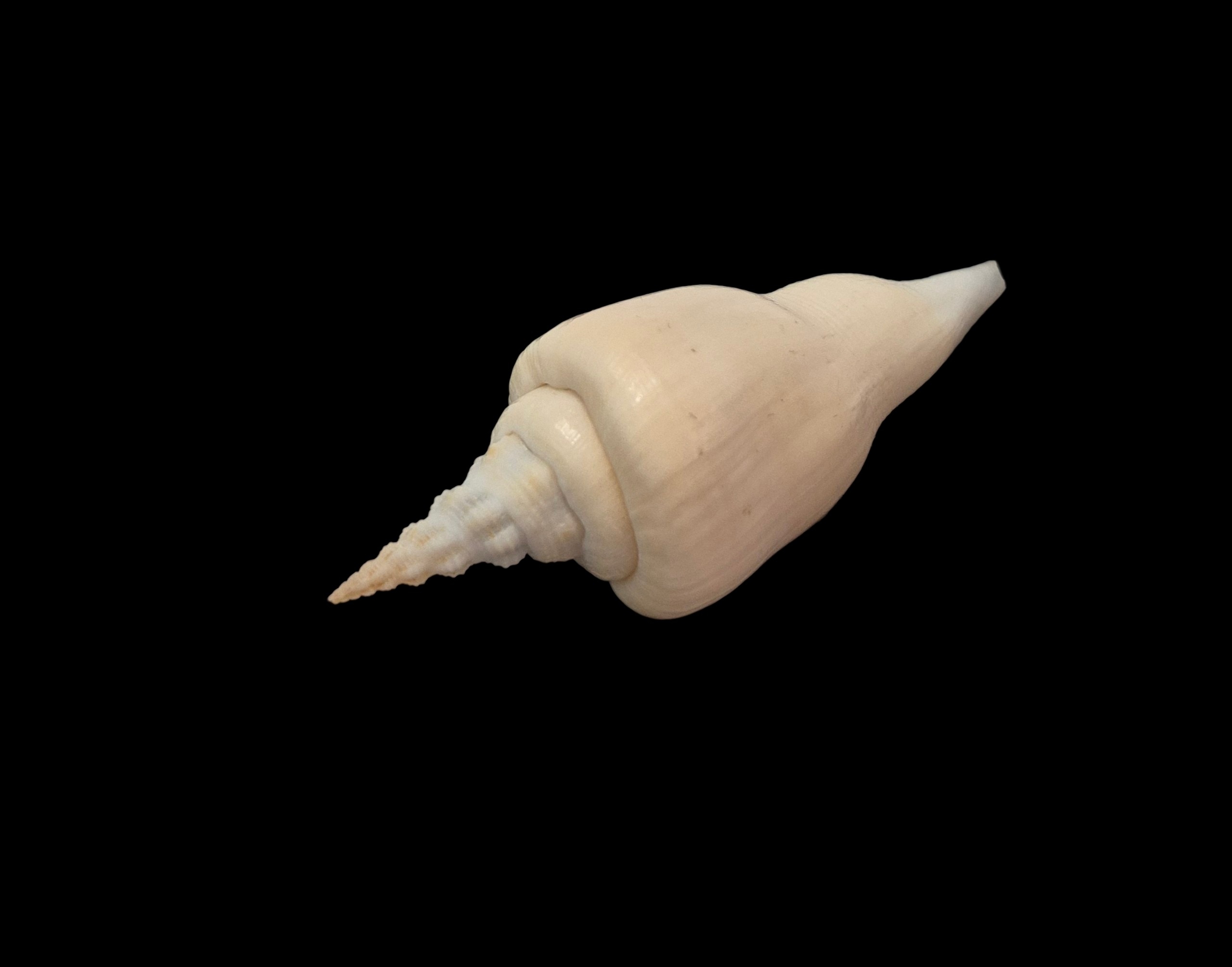 BC178 Cyrtulus serotinus w/o - VERY SELECTED - Image 3