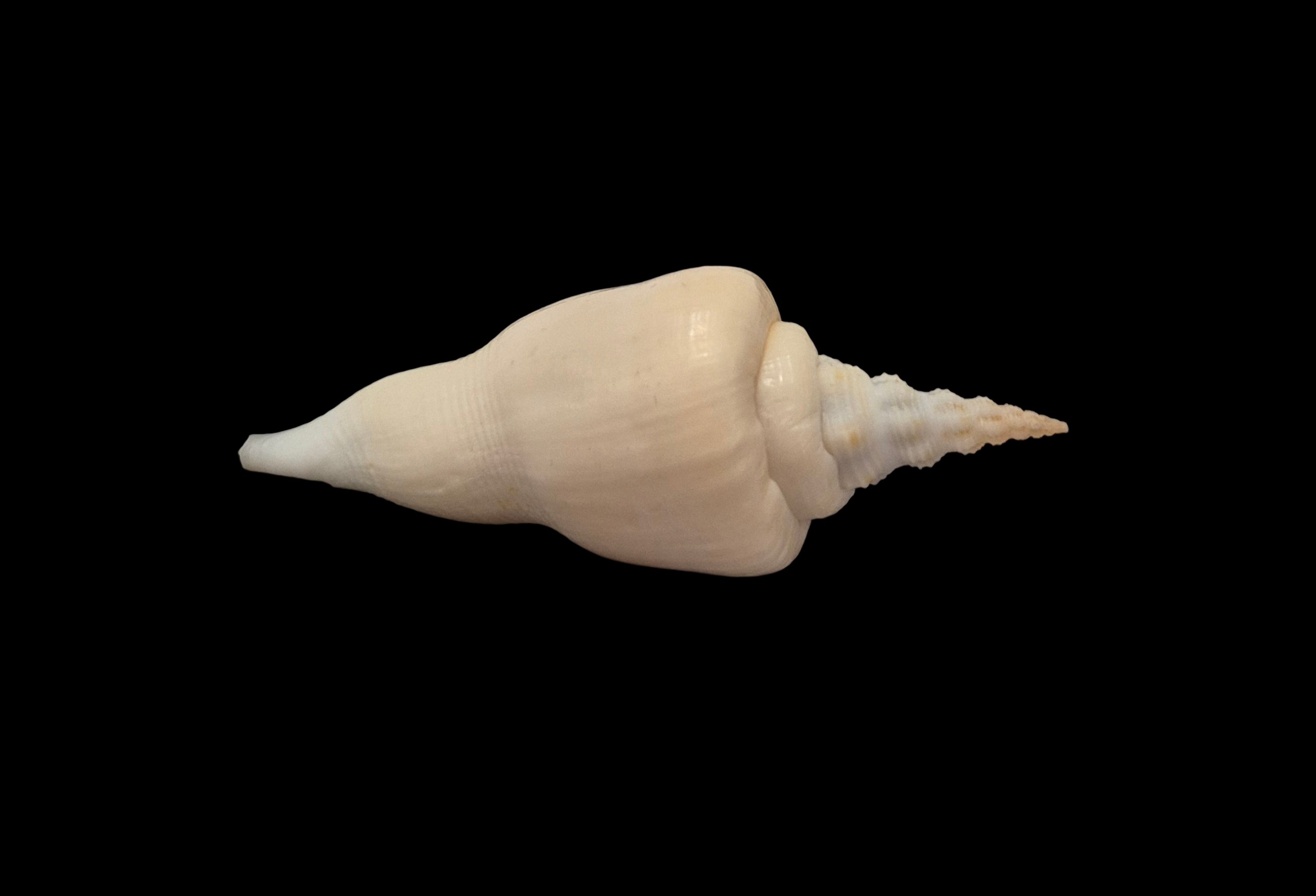 BC178 Cyrtulus serotinus w/o - VERY SELECTED - Image 4