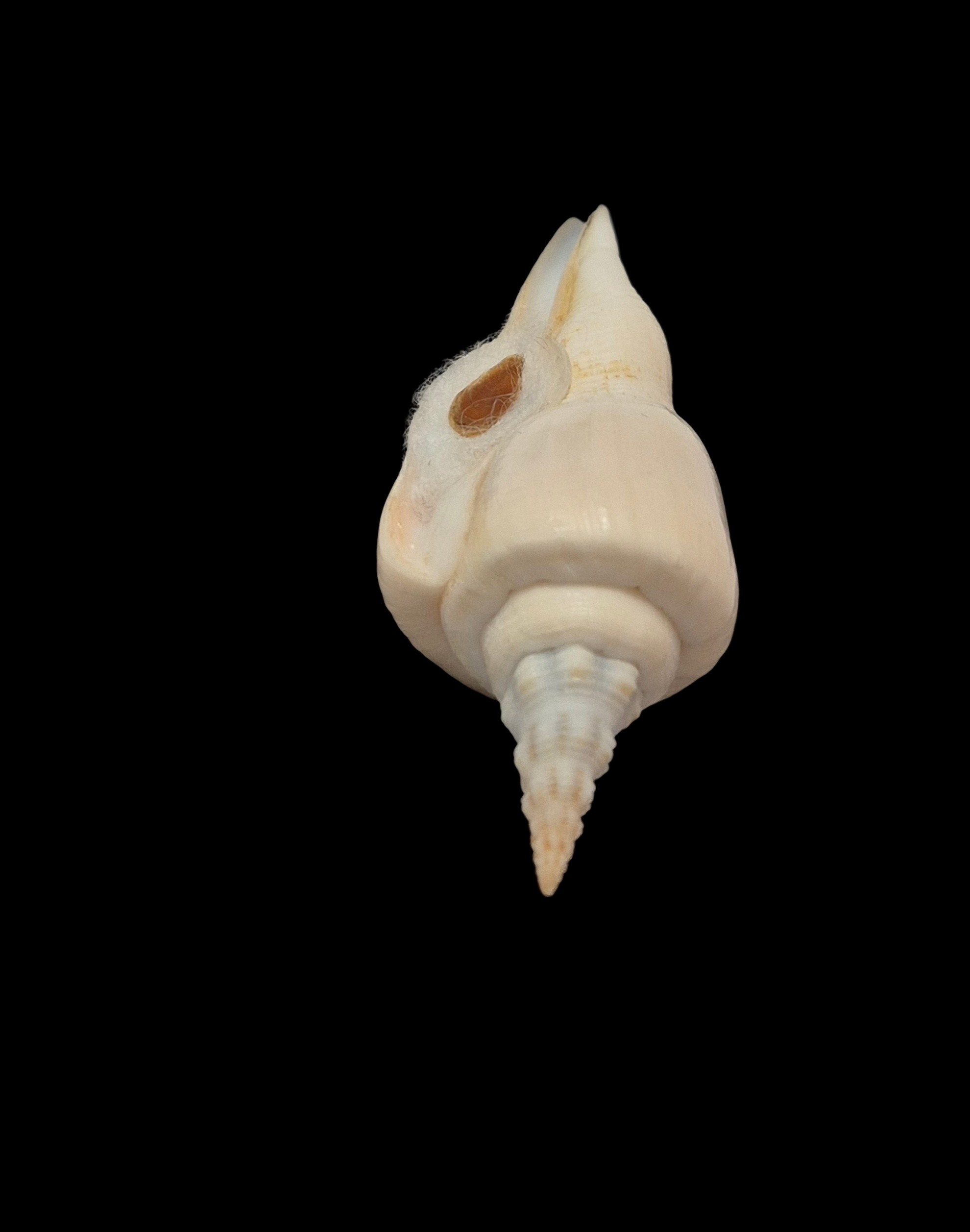 BC178 Cyrtulus serotinus w/o - VERY SELECTED - Image 5