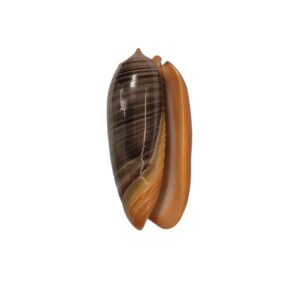 BC099 Oliva rubrolabiata