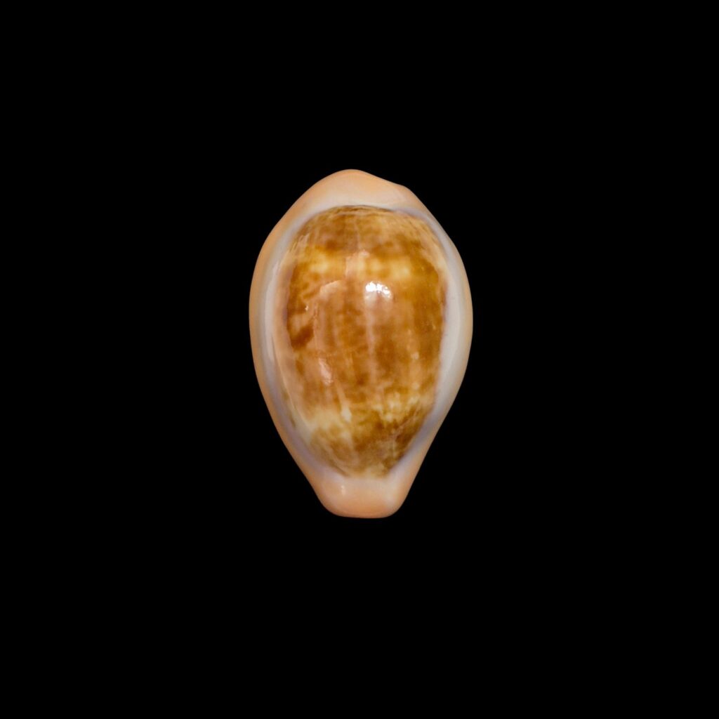 BC087 Zonaria pyrum angolensis - TOP QUALITY