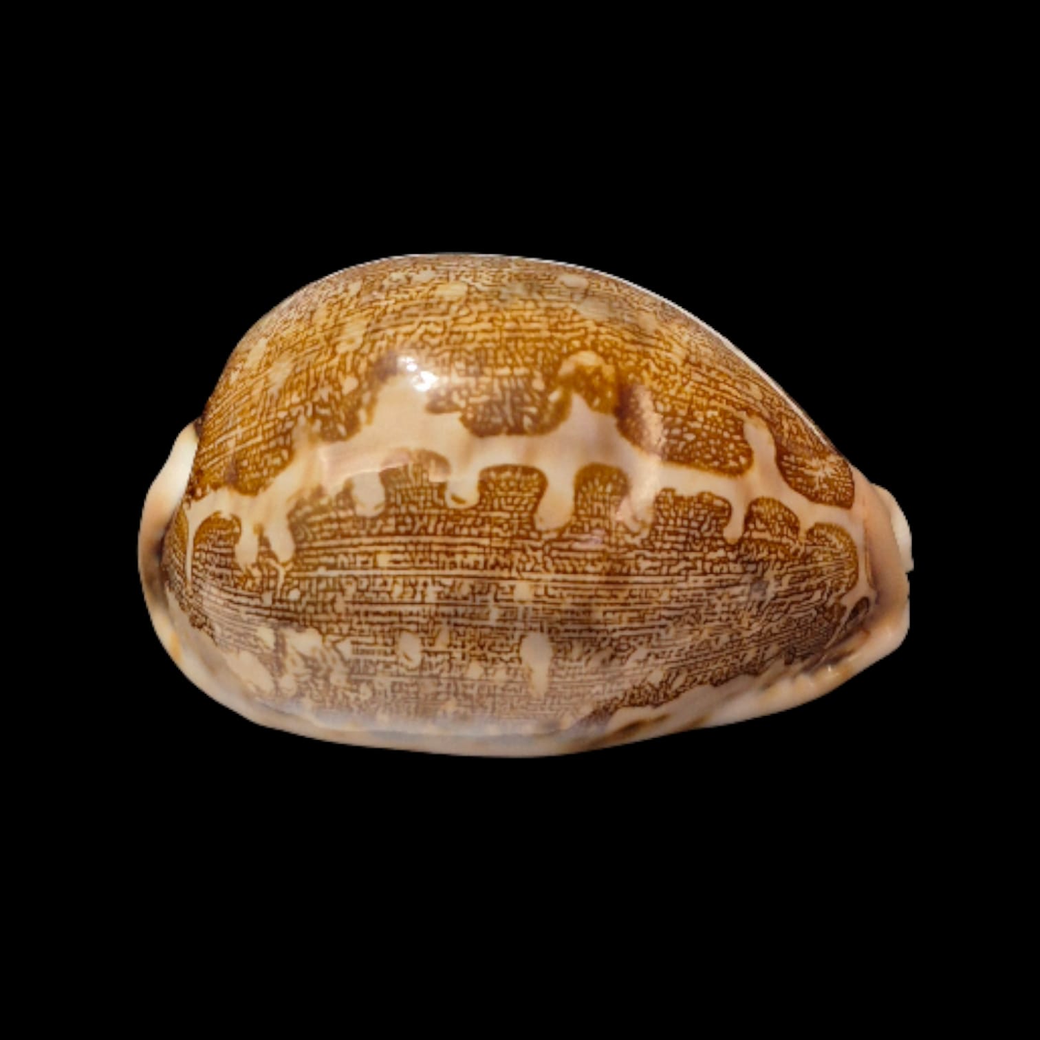 BC273 Leporycypraea mappa viridis - Image 2