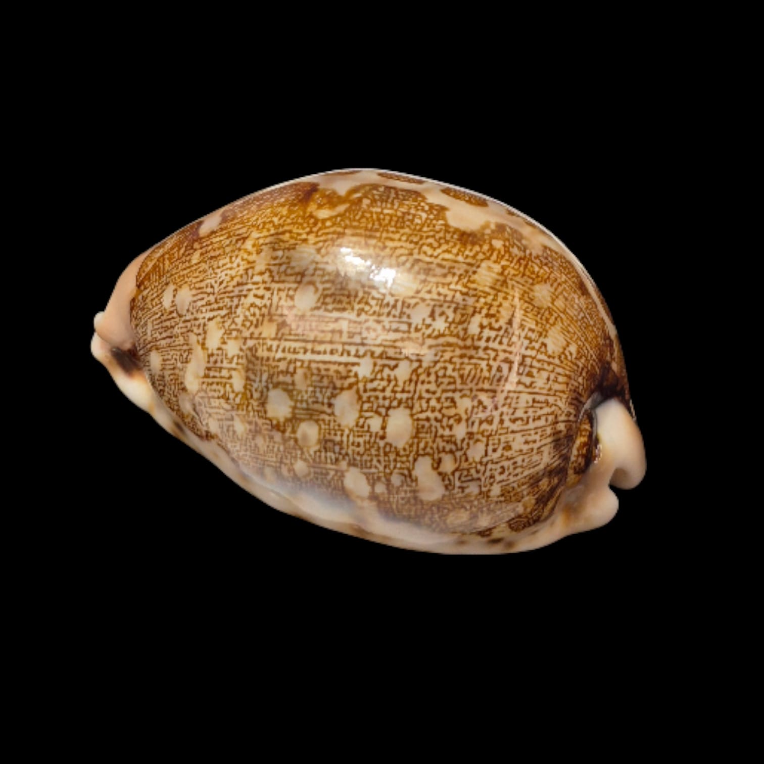 BC273 Leporycypraea mappa viridis - Image 3