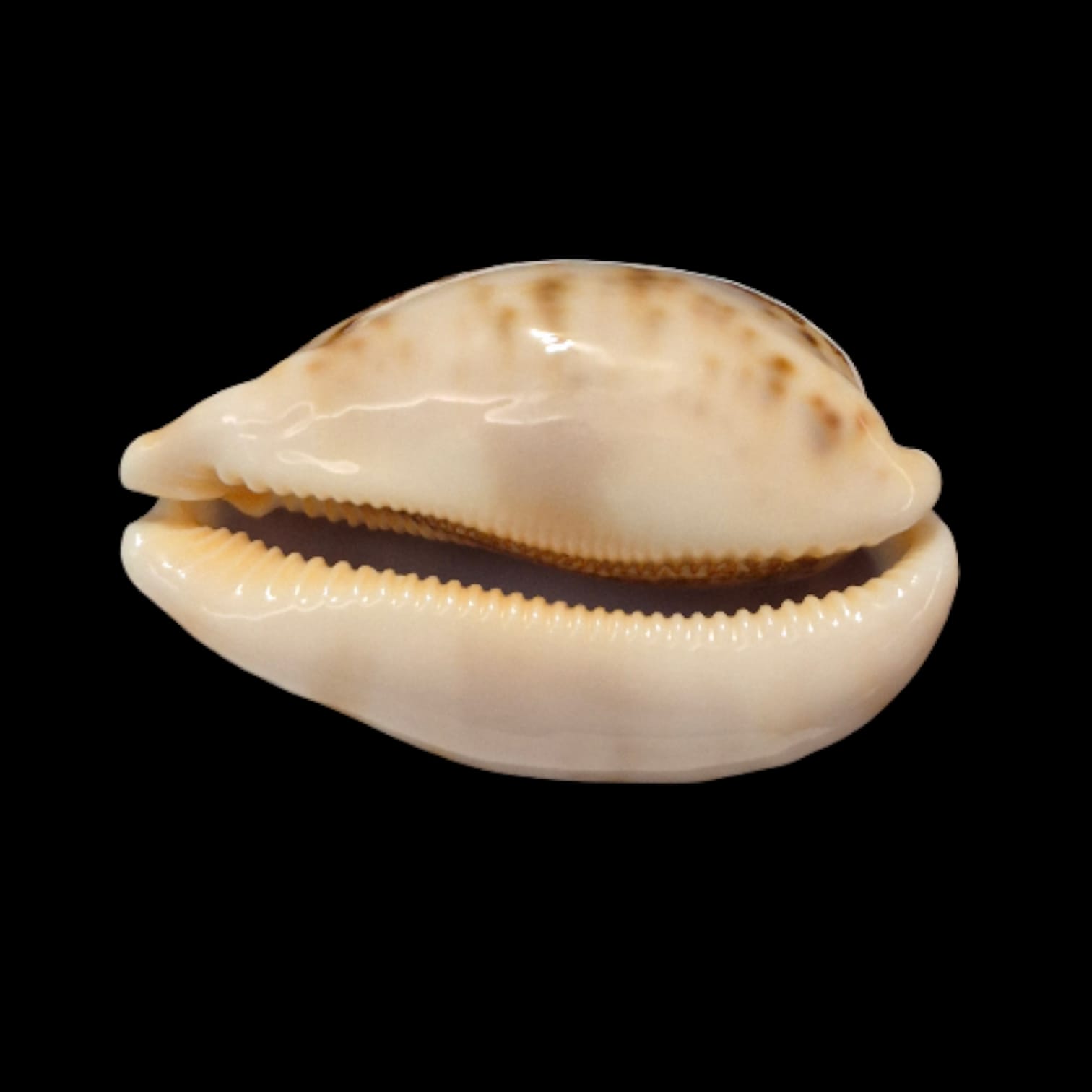 BC273 Leporycypraea mappa viridis - Image 4