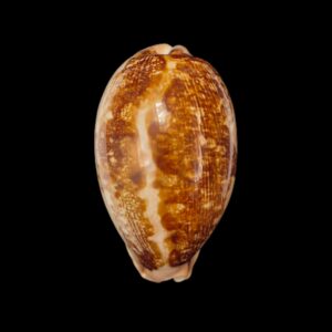 BC275 Leporycypraea mappa viridis montrouzieri