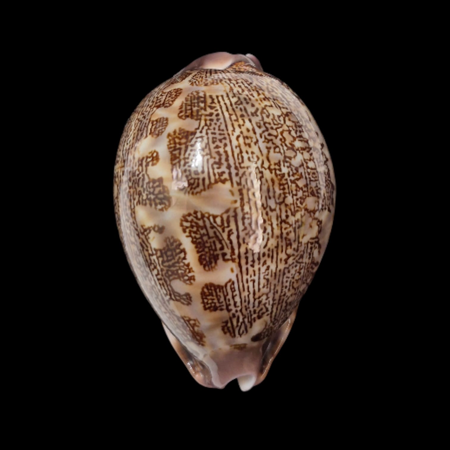 BC278 Leporycypraea mappa curvati - TOP ONE!