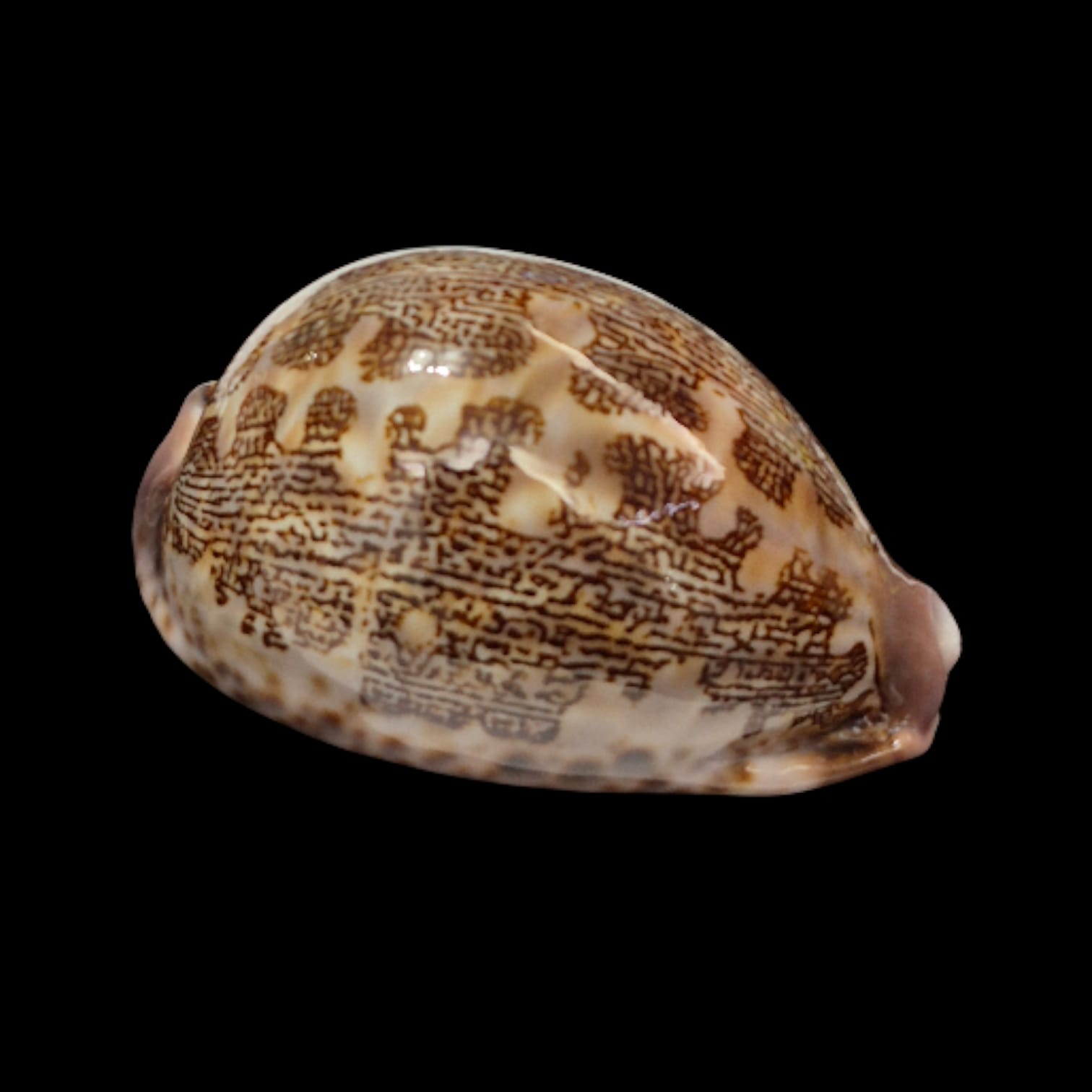 BC278 Leporycypraea mappa curvati - TOP ONE! - Image 3