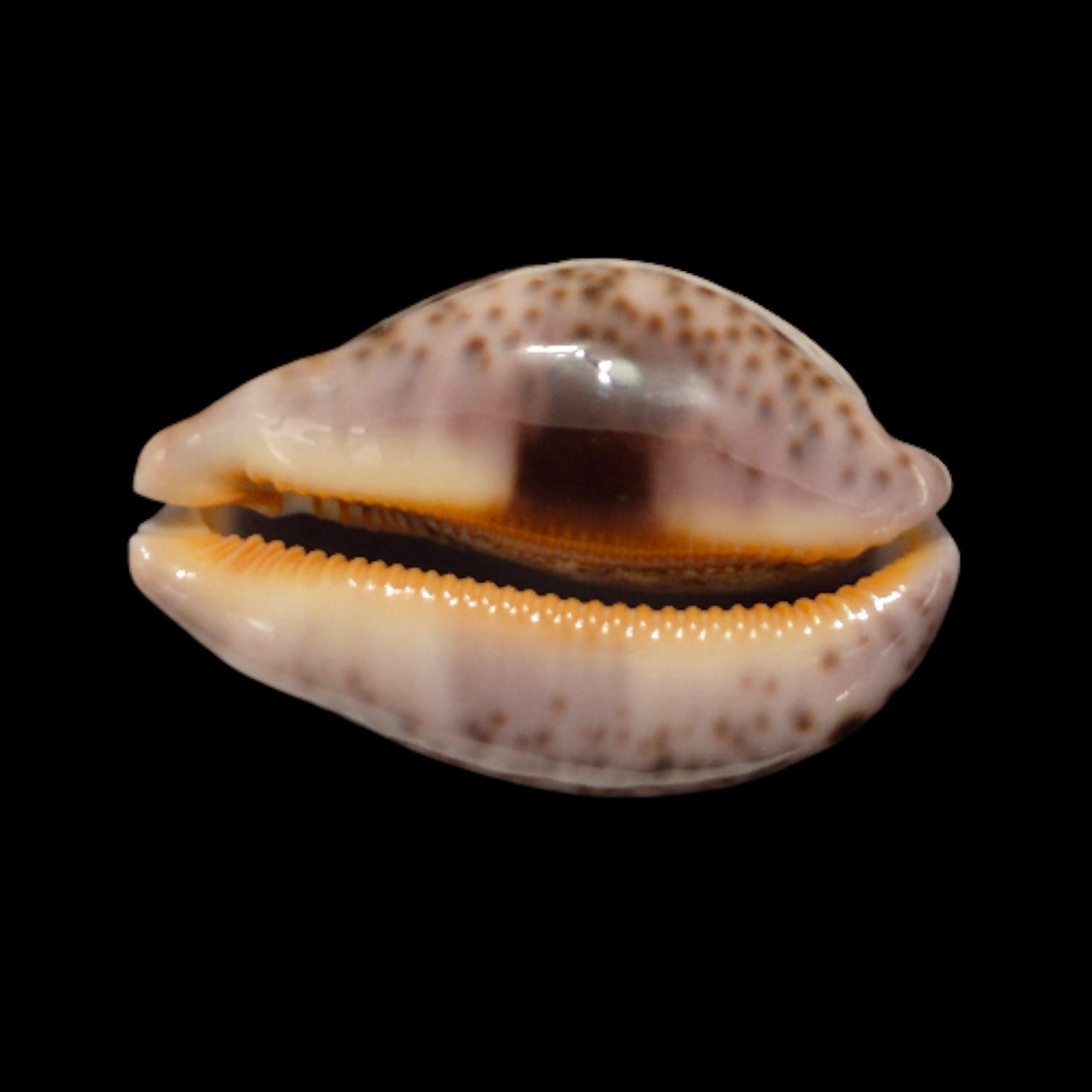 BC278 Leporycypraea mappa curvati - TOP ONE! - Image 2