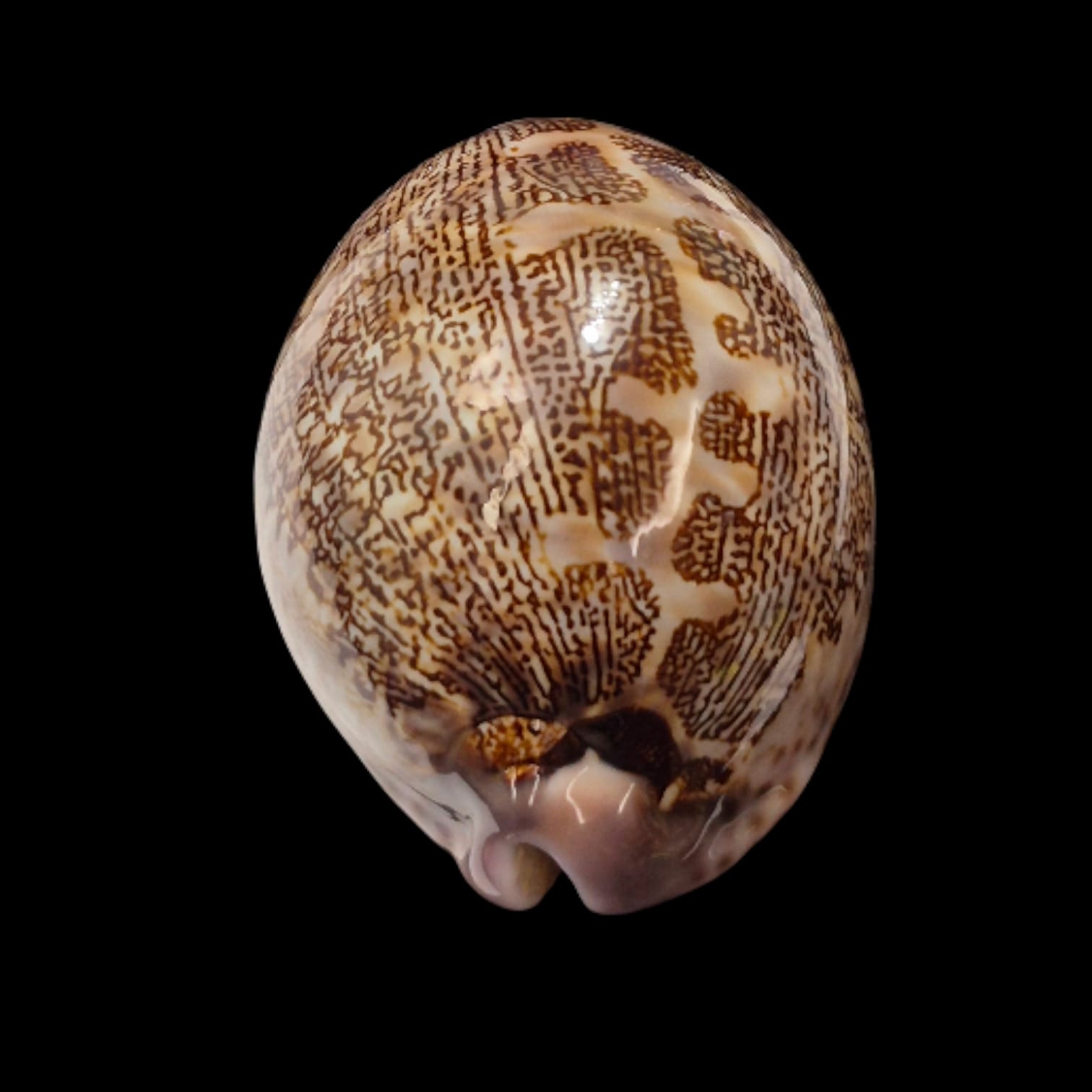 BC278 Leporycypraea mappa curvati - TOP ONE! - Image 5