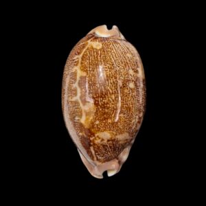 BC279 Leporycypraea rosea ultraviola