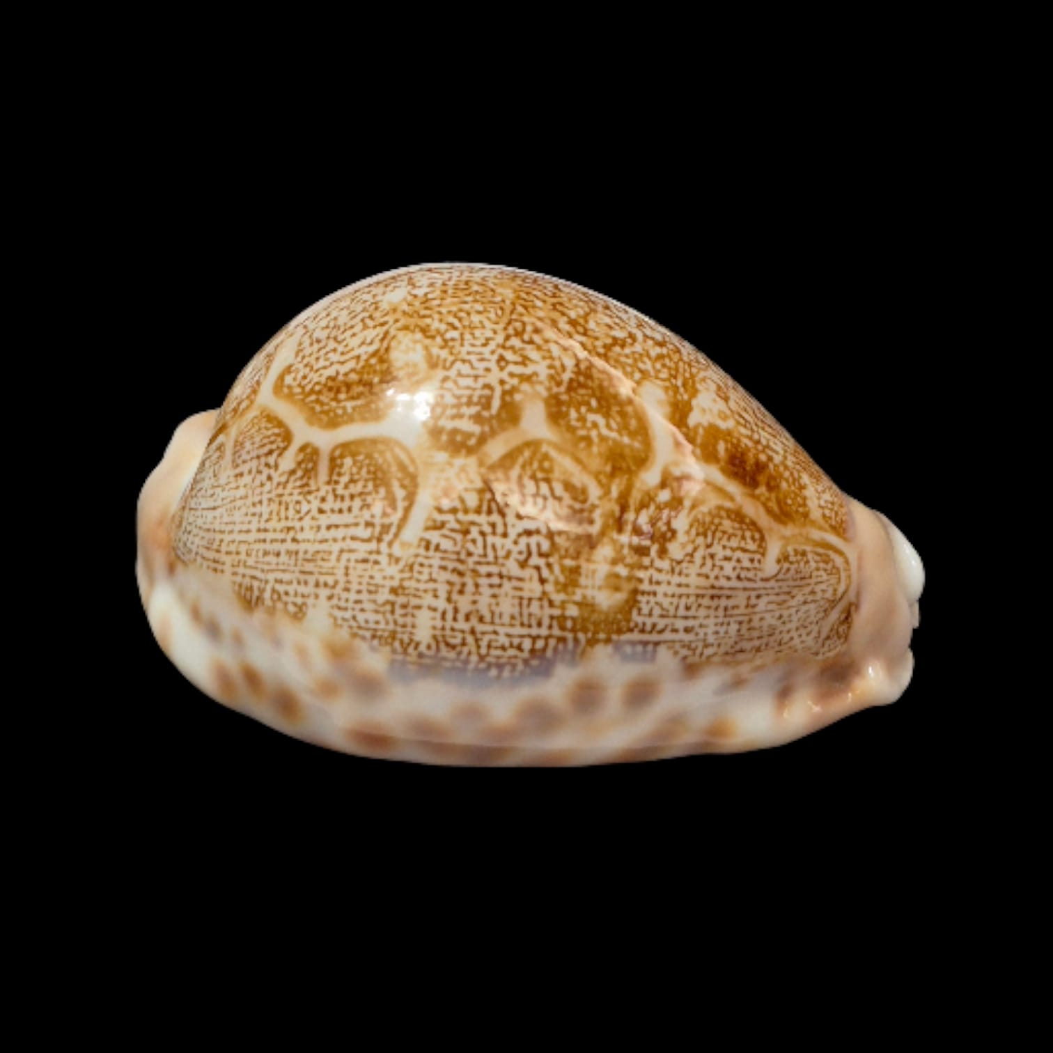 BC280 Leporycypraea geographica rewa - Image 2