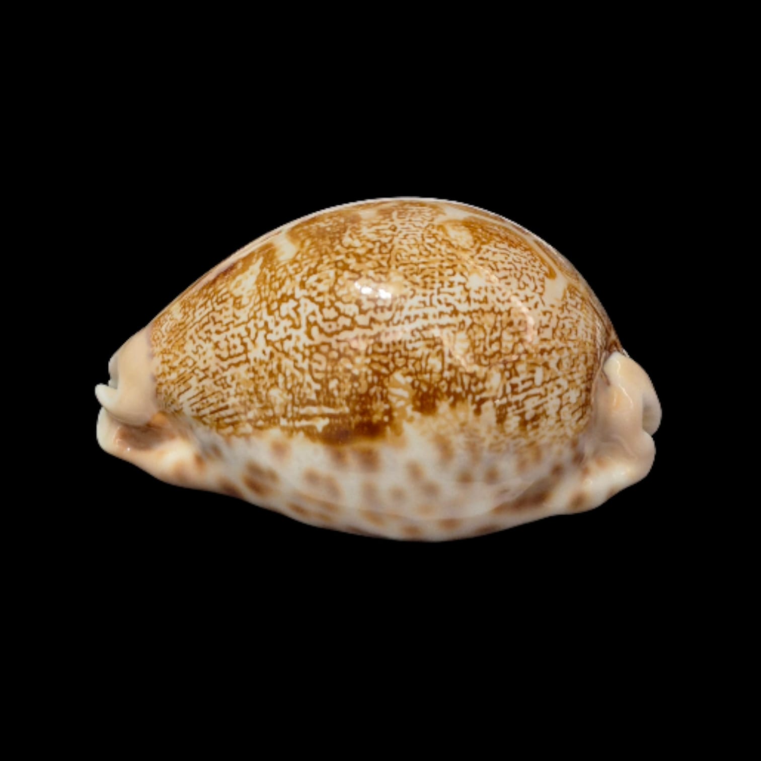 BC280 Leporycypraea geographica rewa - Image 3