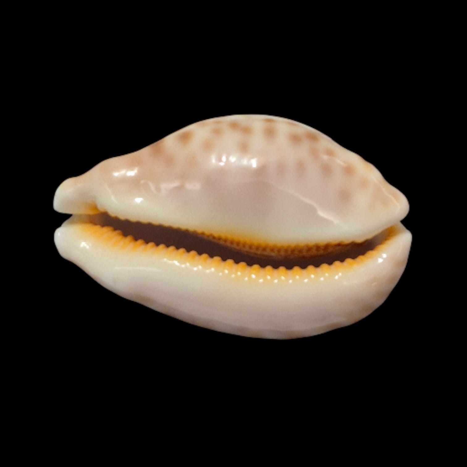 BC280 Leporycypraea geographica rewa - Image 4