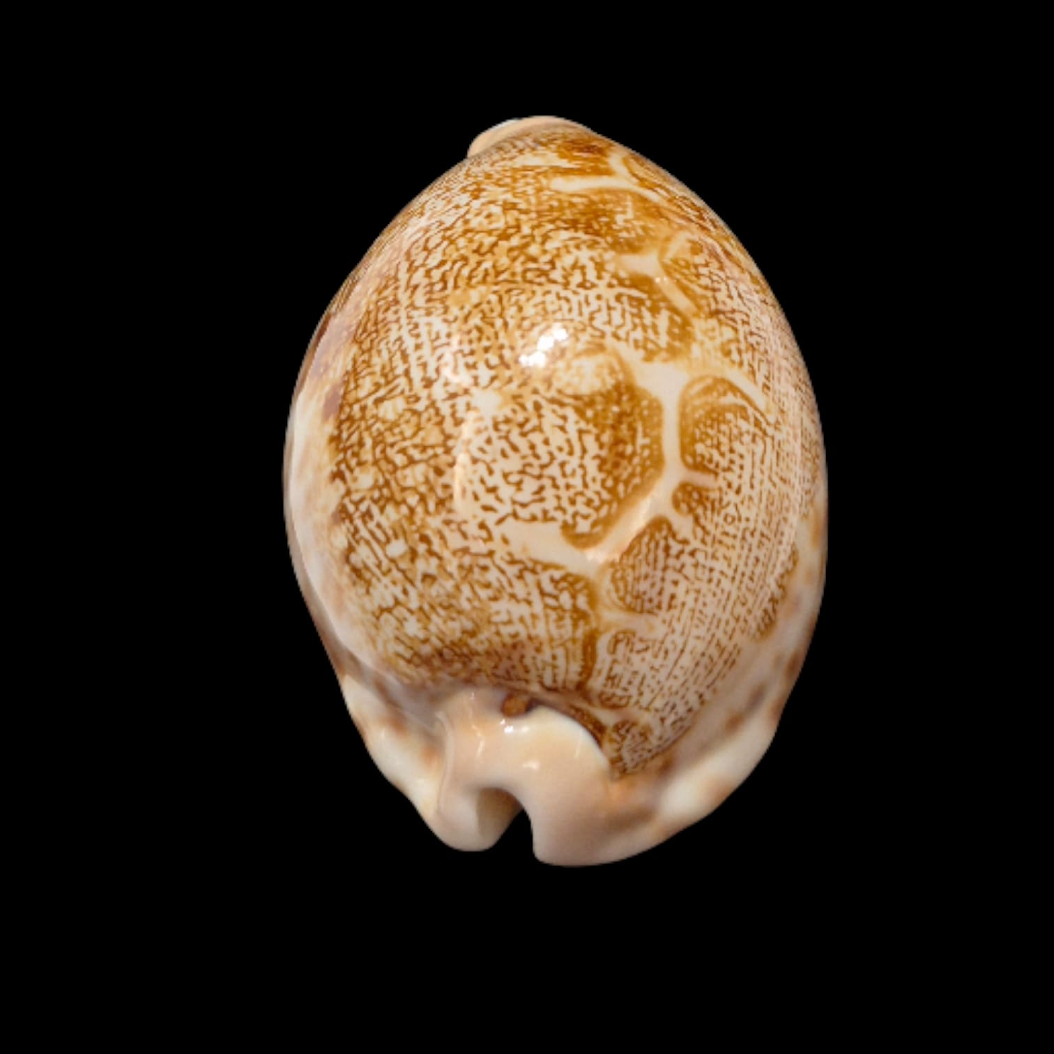 BC280 Leporycypraea geographica rewa - Image 5