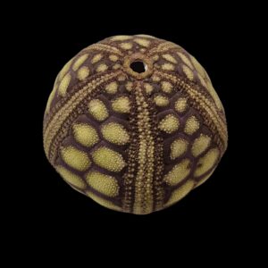 BC281 Microcyphus rousseaui - BIG SIZE