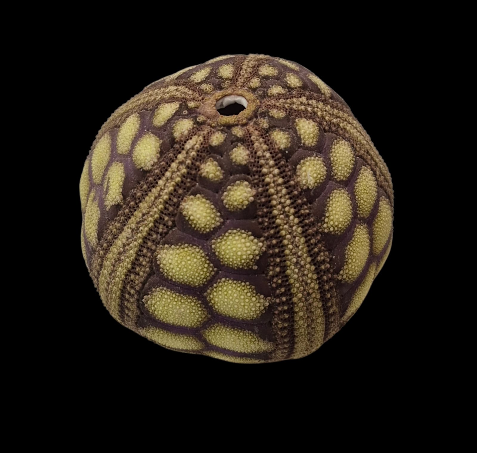 BC281 Microcyphus rousseaui - BIG SIZE - Image 2