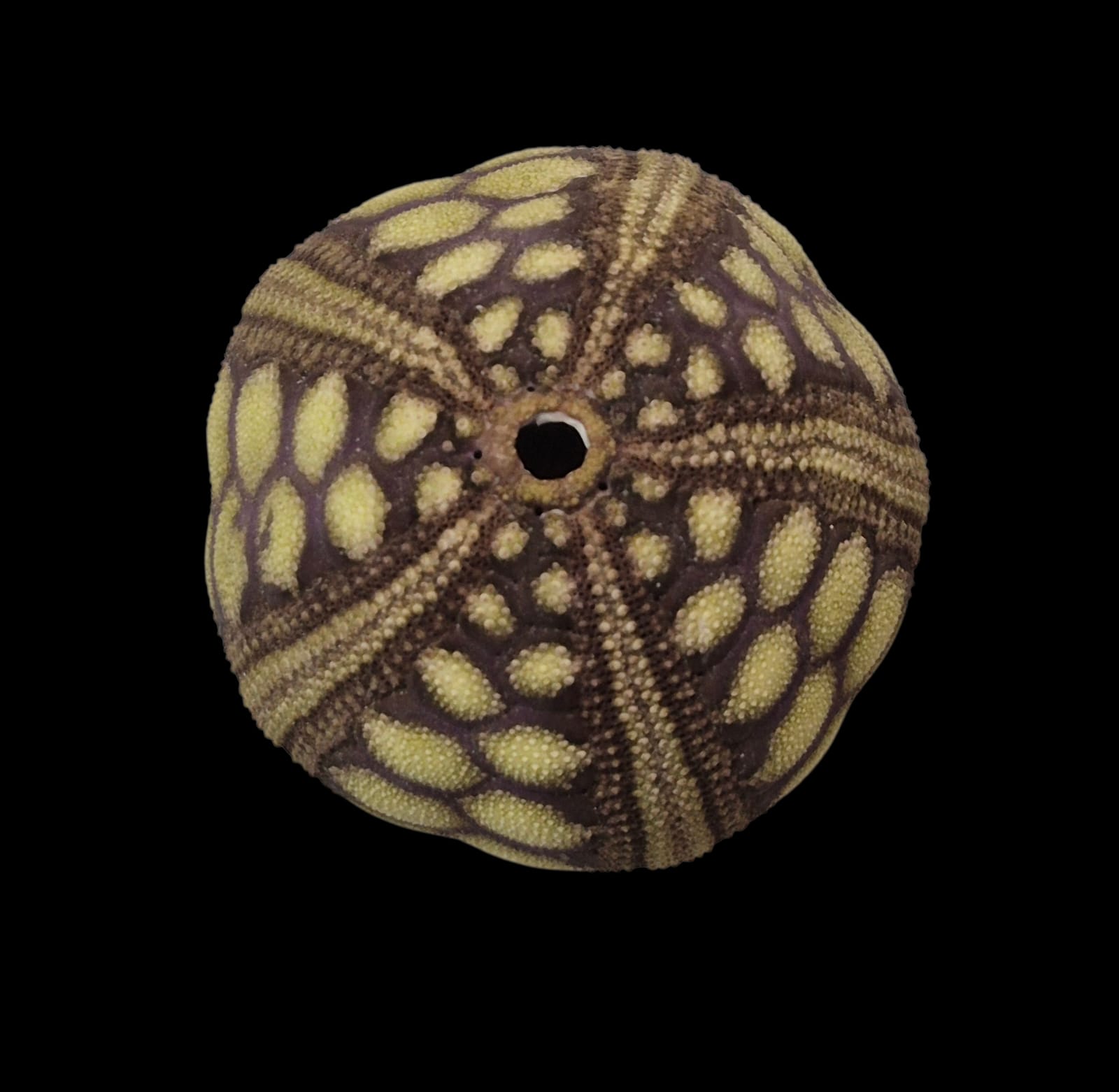 BC281 Microcyphus rousseaui - BIG SIZE - Image 3