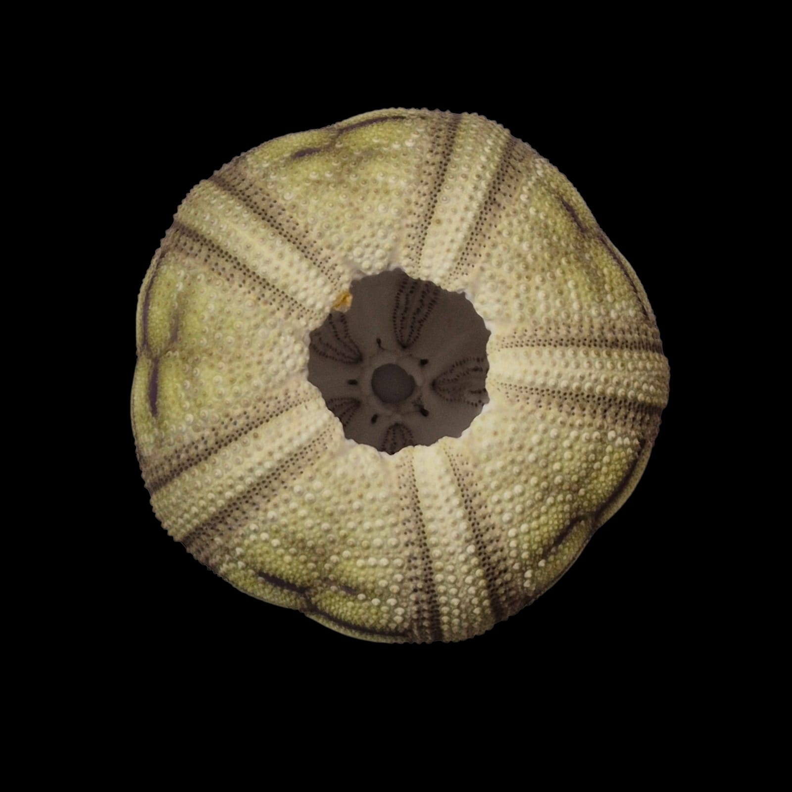 BC281 Microcyphus rousseaui - BIG SIZE - Image 4