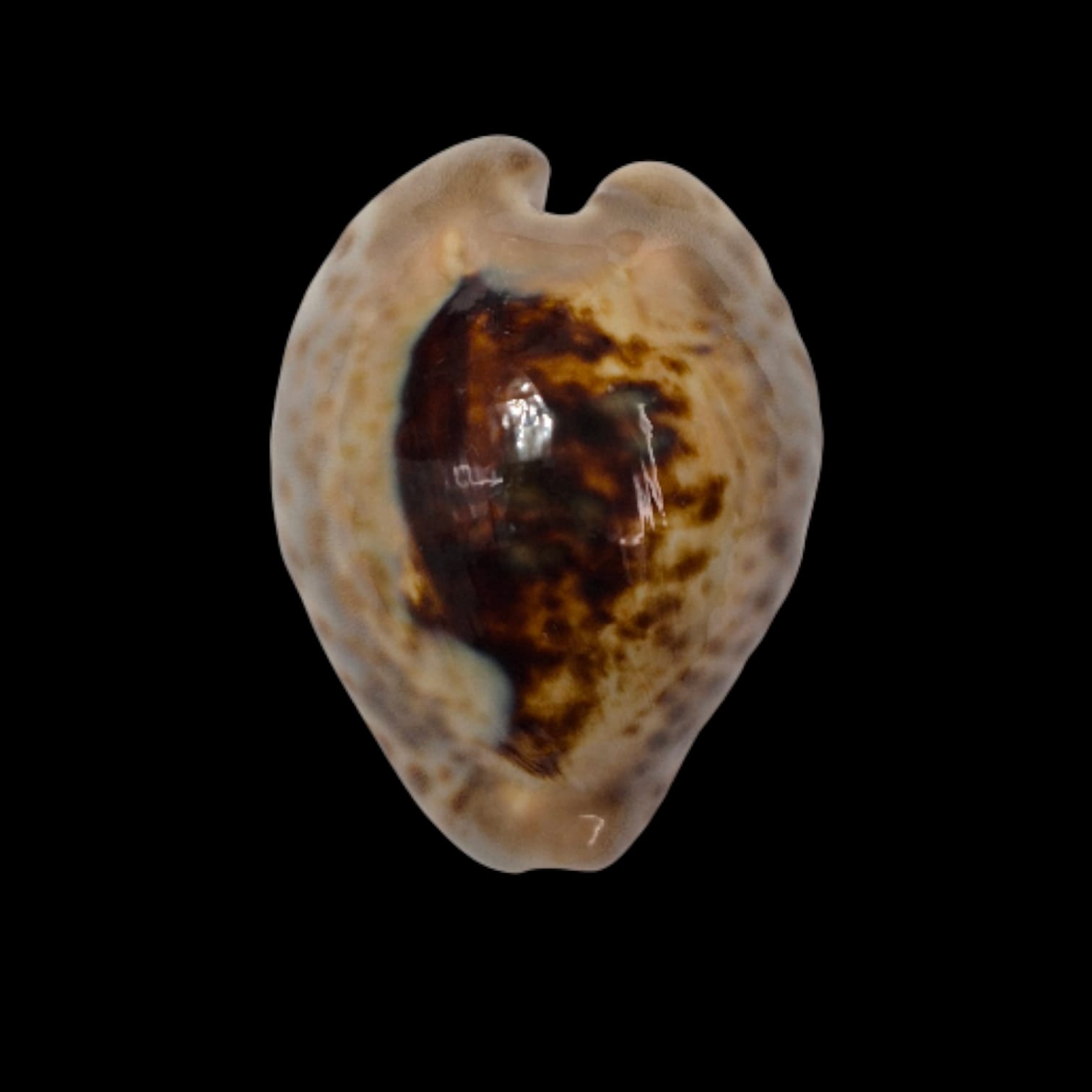 BC283 Barycypraea teulerei - GREAT PATTERN