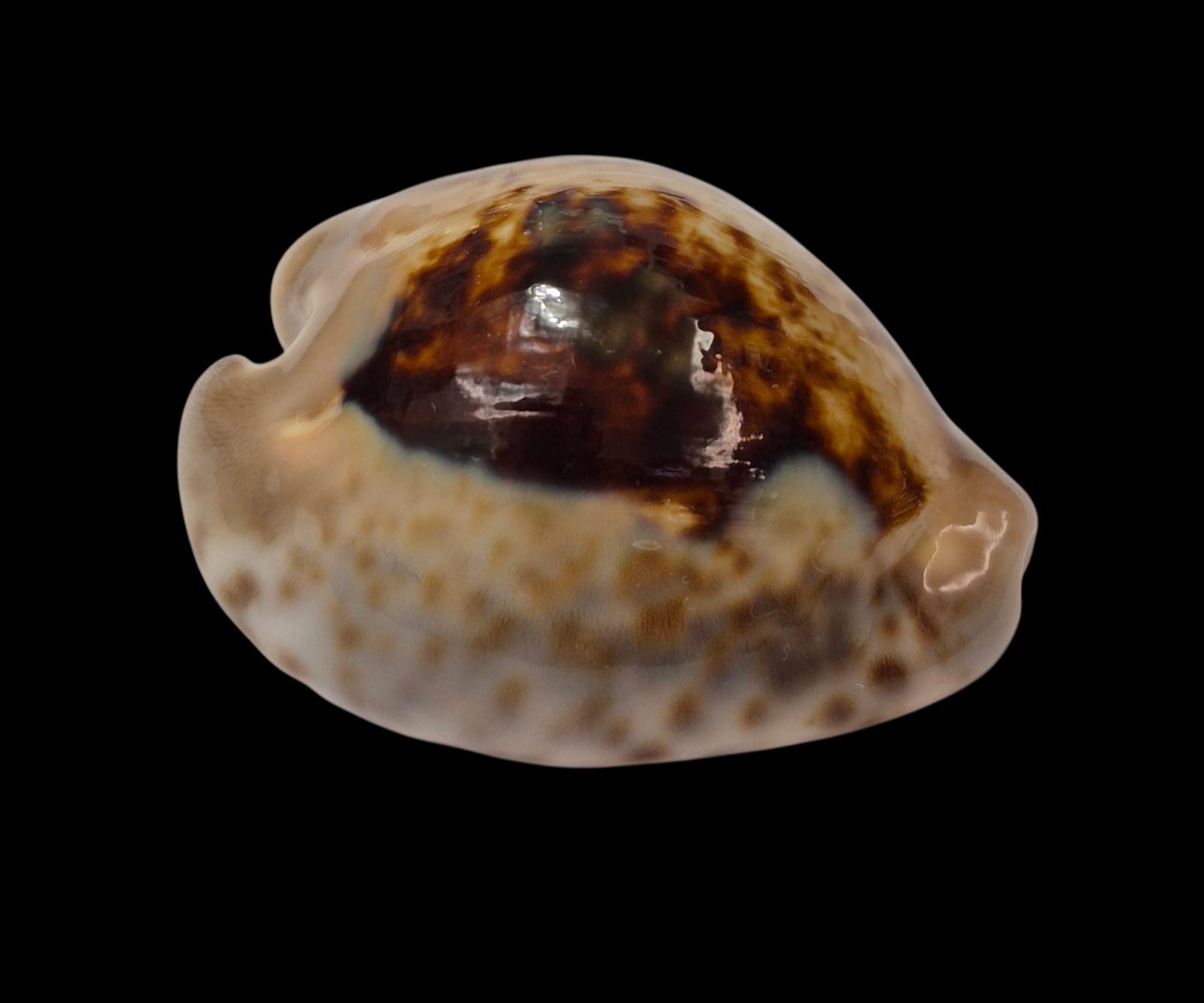 BC283 Barycypraea teulerei - GREAT PATTERN - Image 2