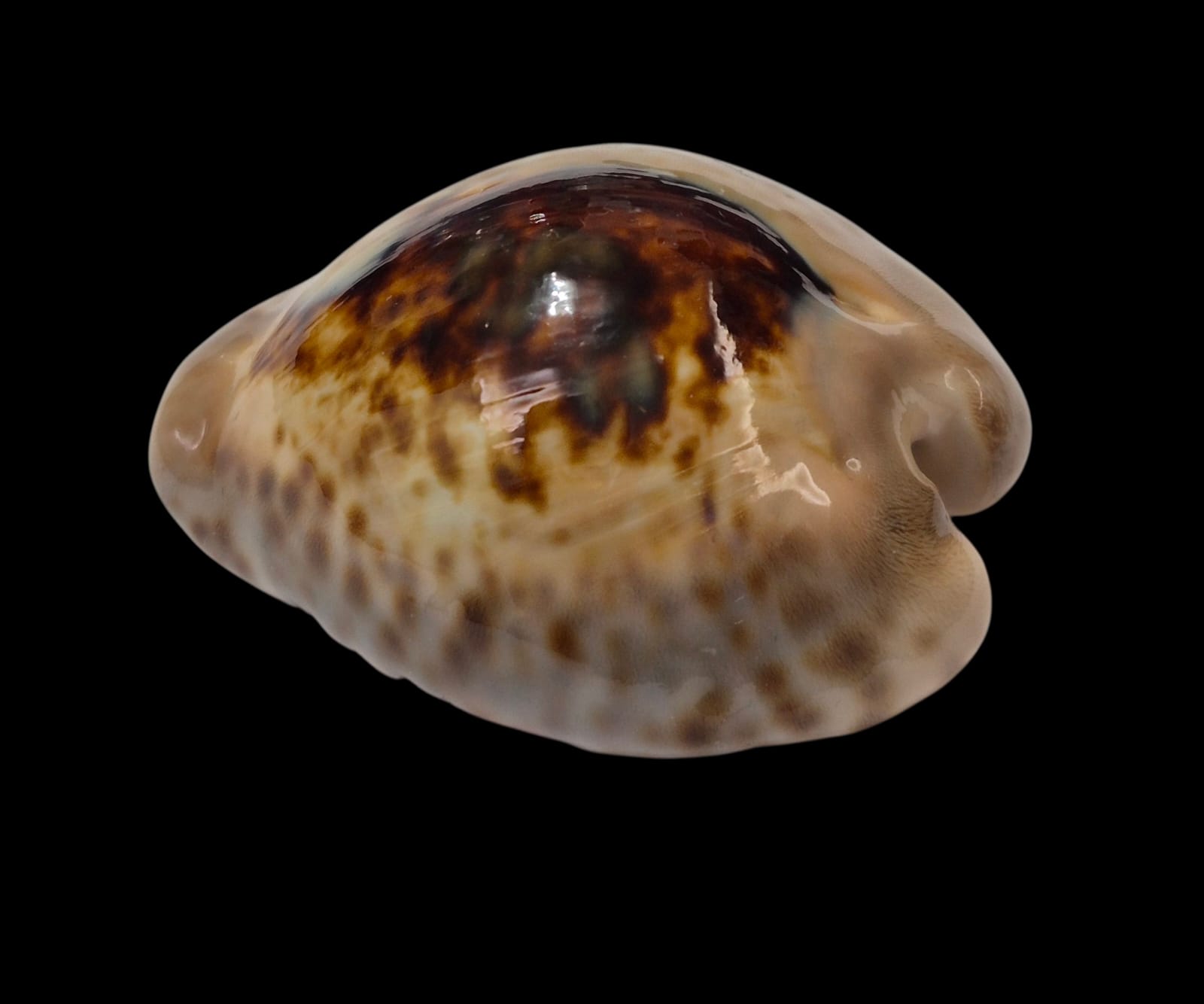 BC283 Barycypraea teulerei - GREAT PATTERN - Image 3