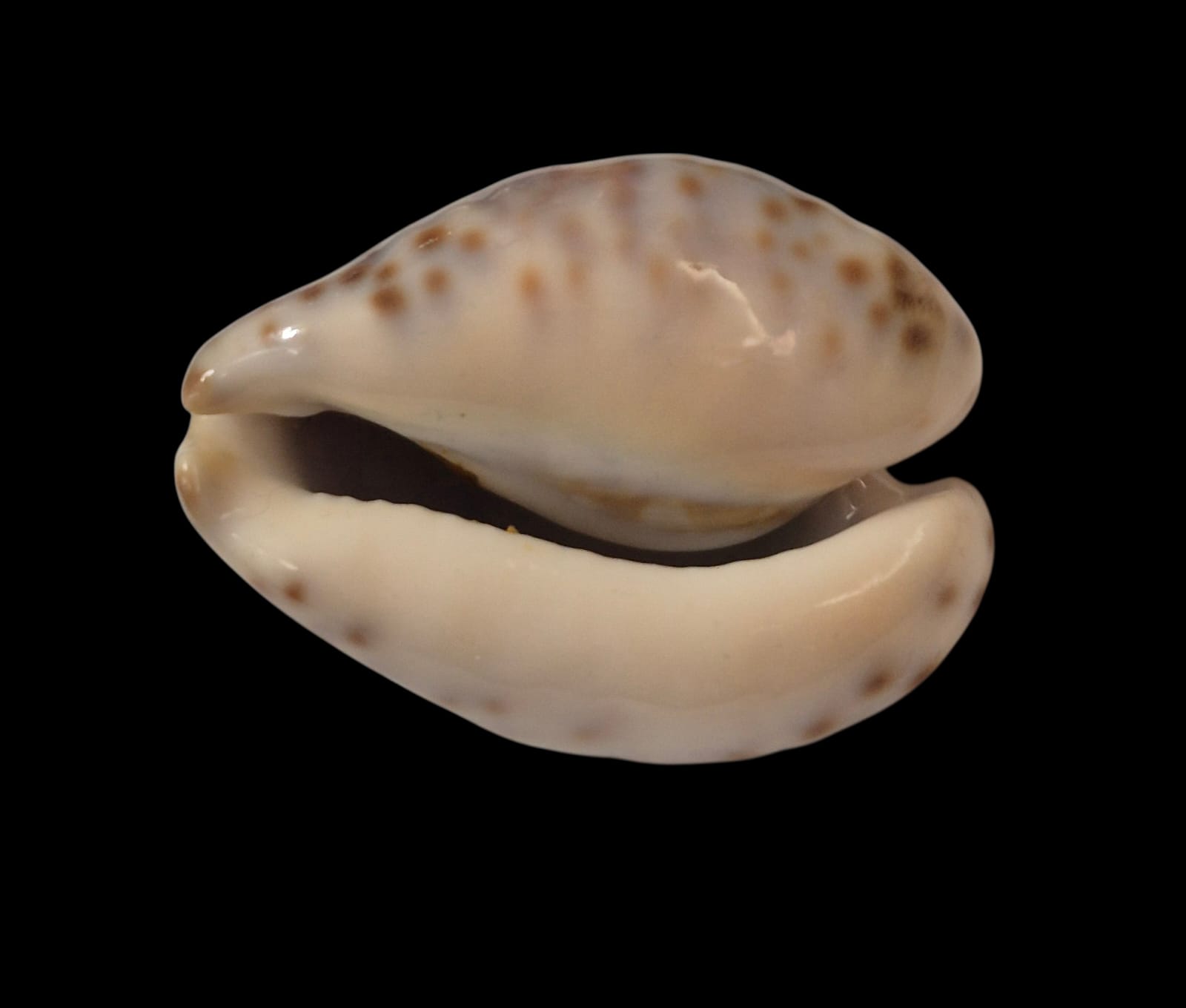 BC283 Barycypraea teulerei - GREAT PATTERN - Image 4